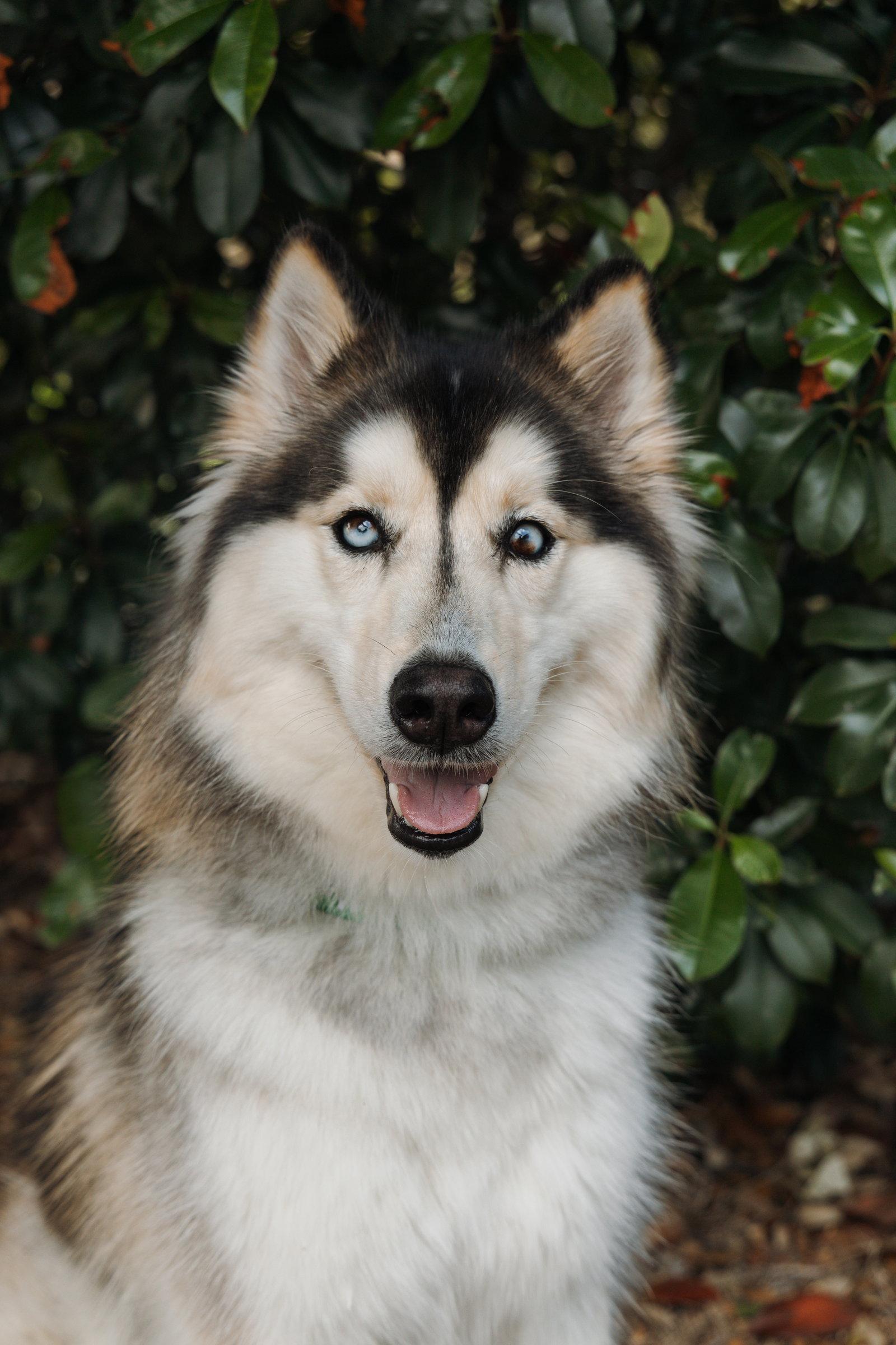 Xari, a Adoptable Siberian Husky in Carrollton, TX image 3/3