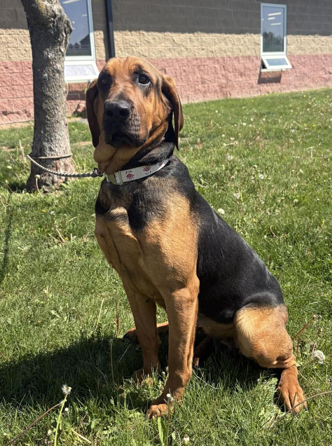 Auggie, an adopted mixed breed in Maryville, MO image 5/5