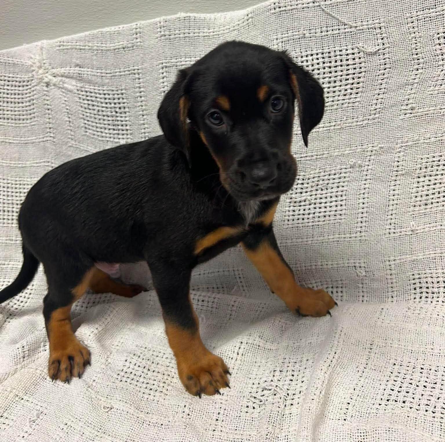 Auggie, an adopted mixed breed in Maryville, MO image 3/5
