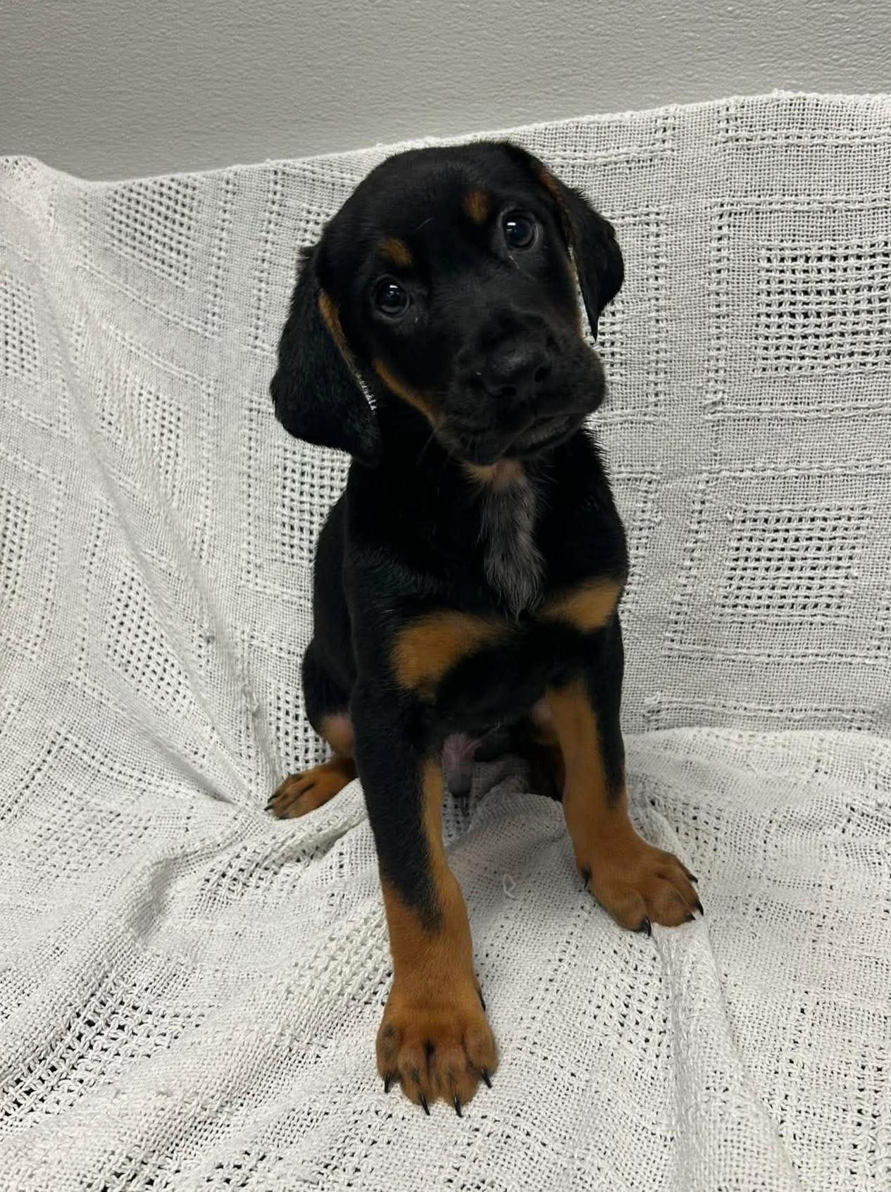 Auggie, adopted, Puppy Male Bloodhound.