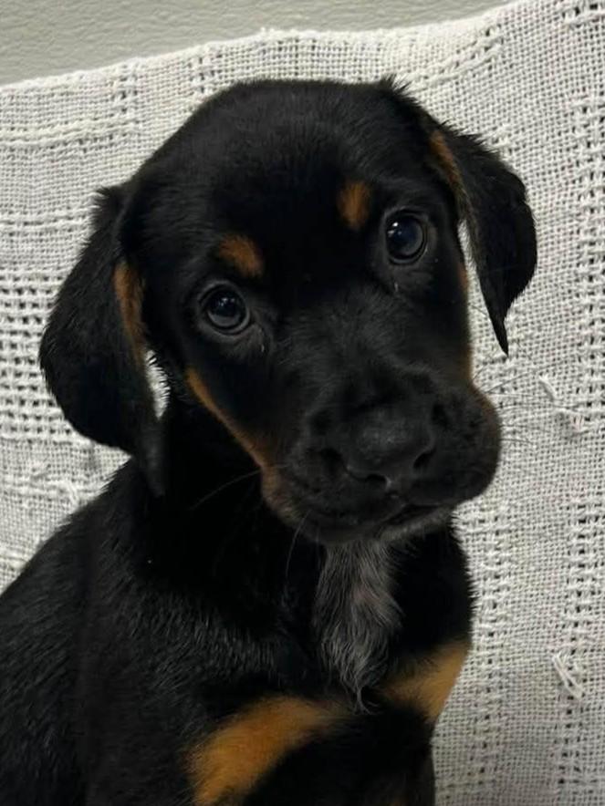 Auggie, an adopted mixed breed in Maryville, MO image 2/5