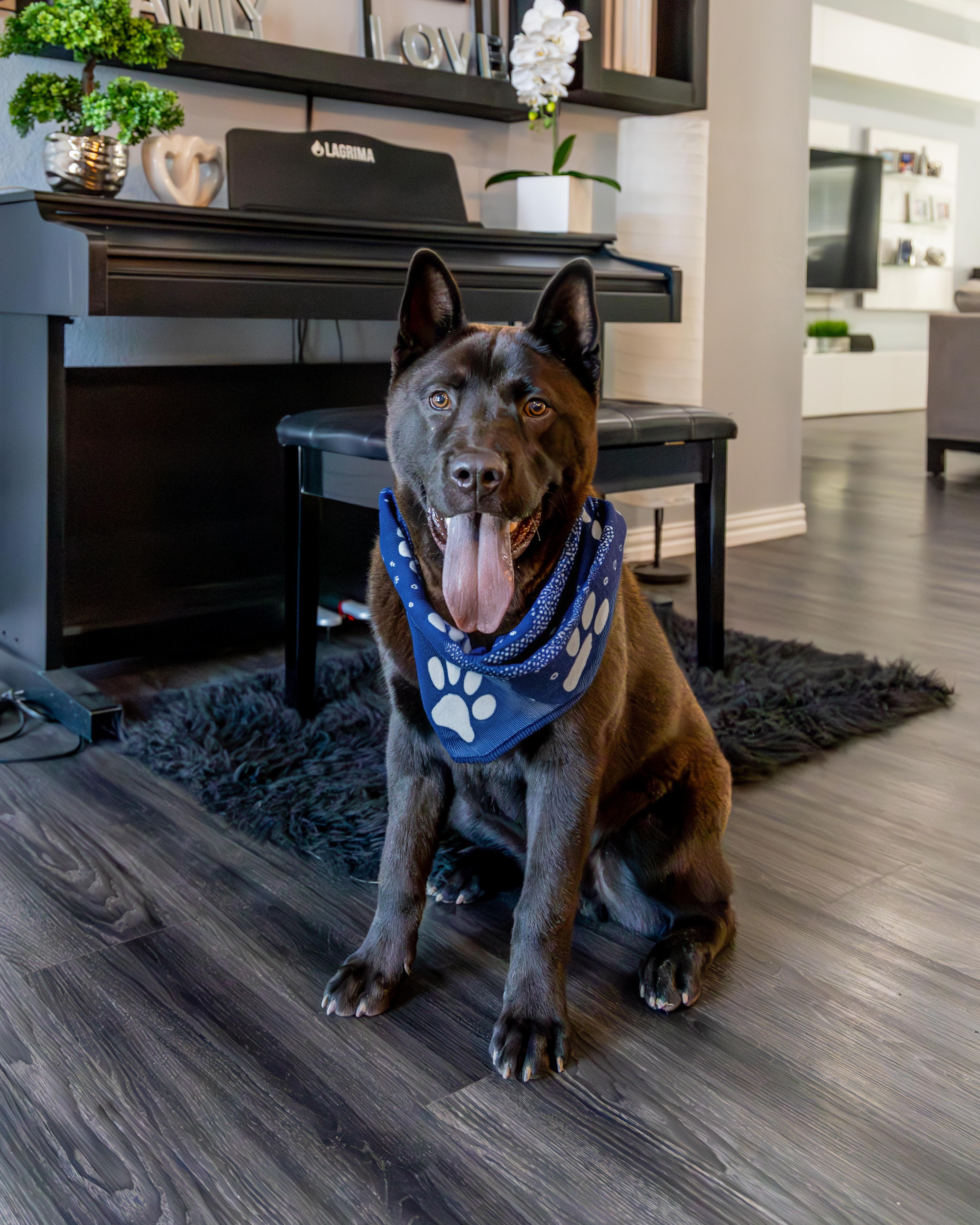 Nelo PB, ADOPTABLE, Young Male Akita & Husky.