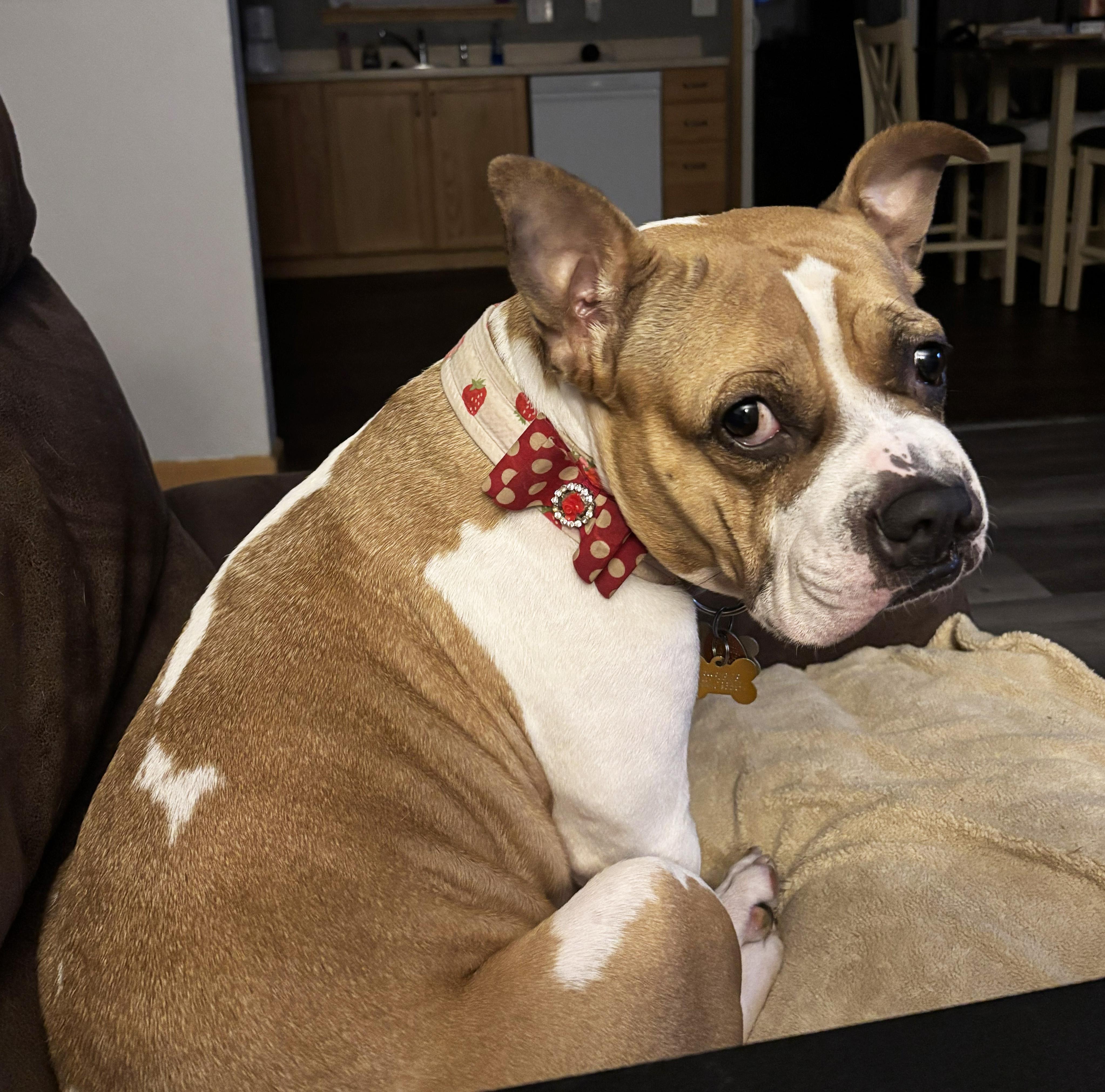 Enlarge Mary Pawpins, a Adoptable mixed breed in Manhattan, KS image 2/4