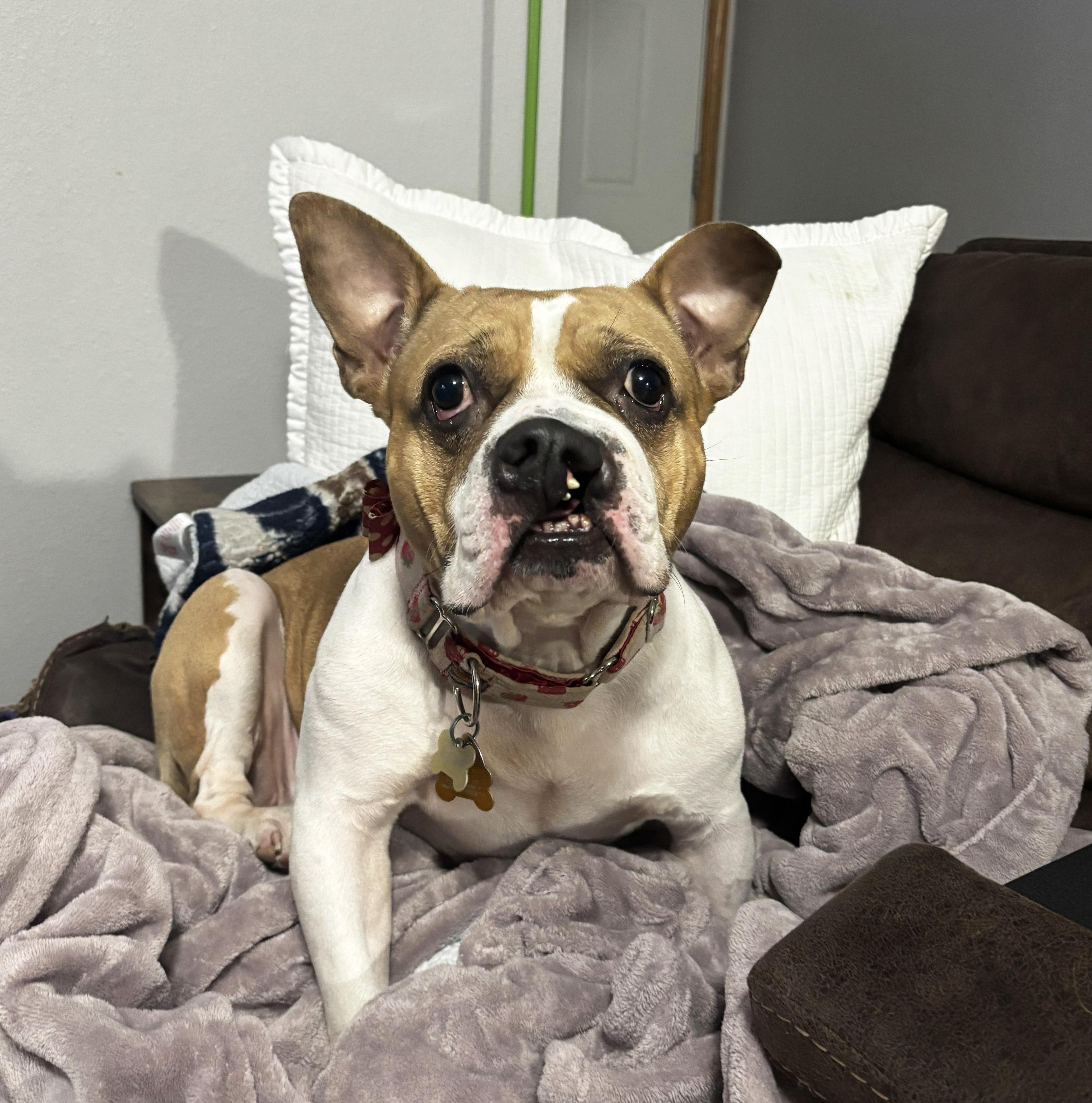 Mary Pawpins, Adoptable, Adult Female American Bully.