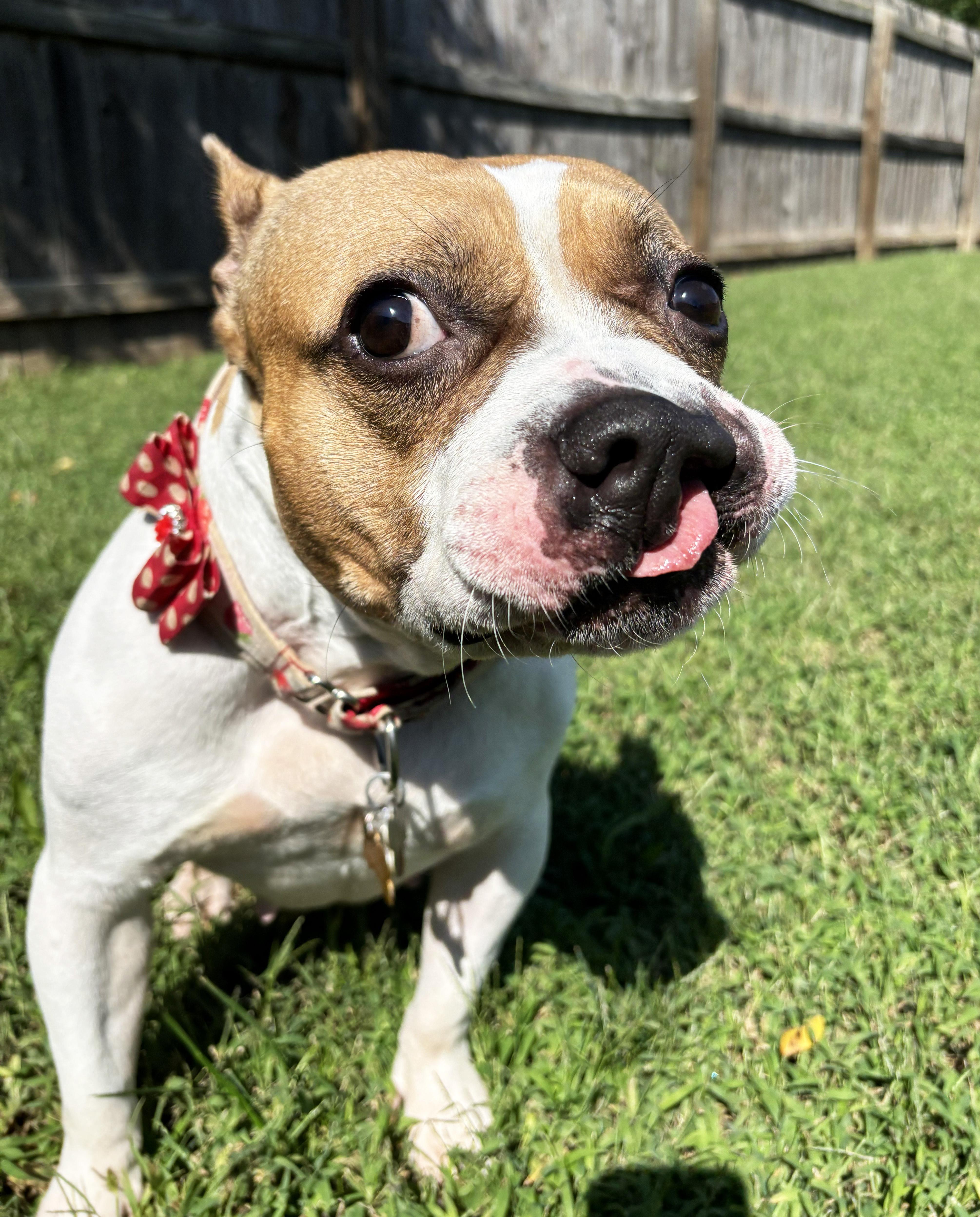 Enlarge Mary Pawpins, a Adoptable mixed breed in Manhattan, KS image 4/4