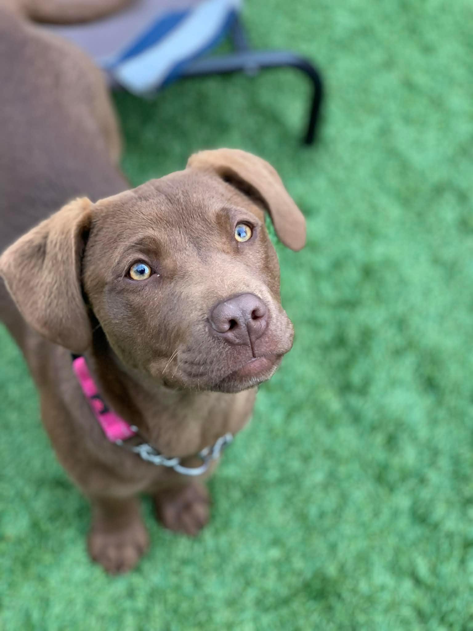 Enlarge Susie, a ADOPTABLE mixed breed in Douglas, MA image 4/4