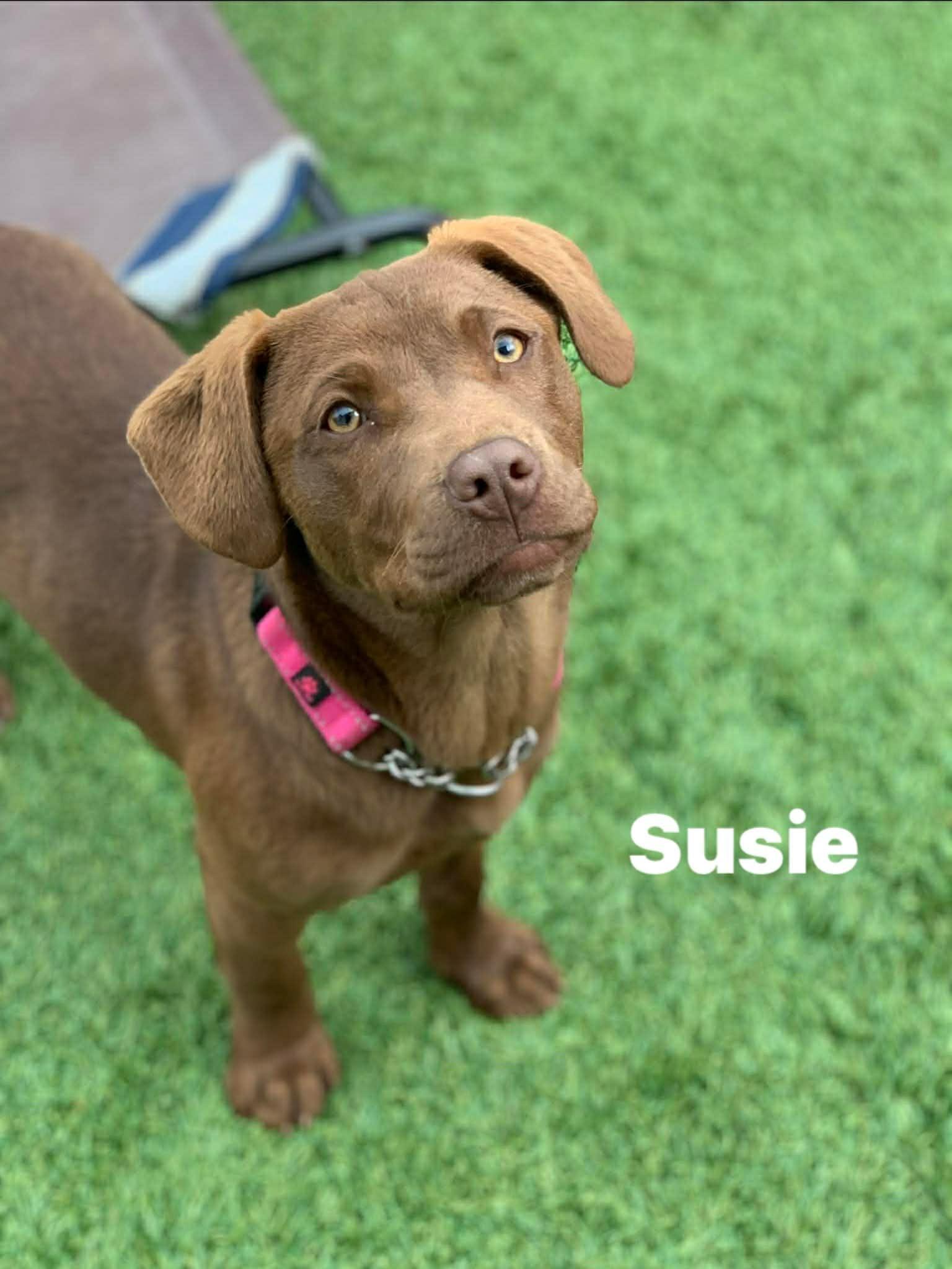 Enlarge Susie, a ADOPTABLE mixed breed in Douglas, MA image 1/4