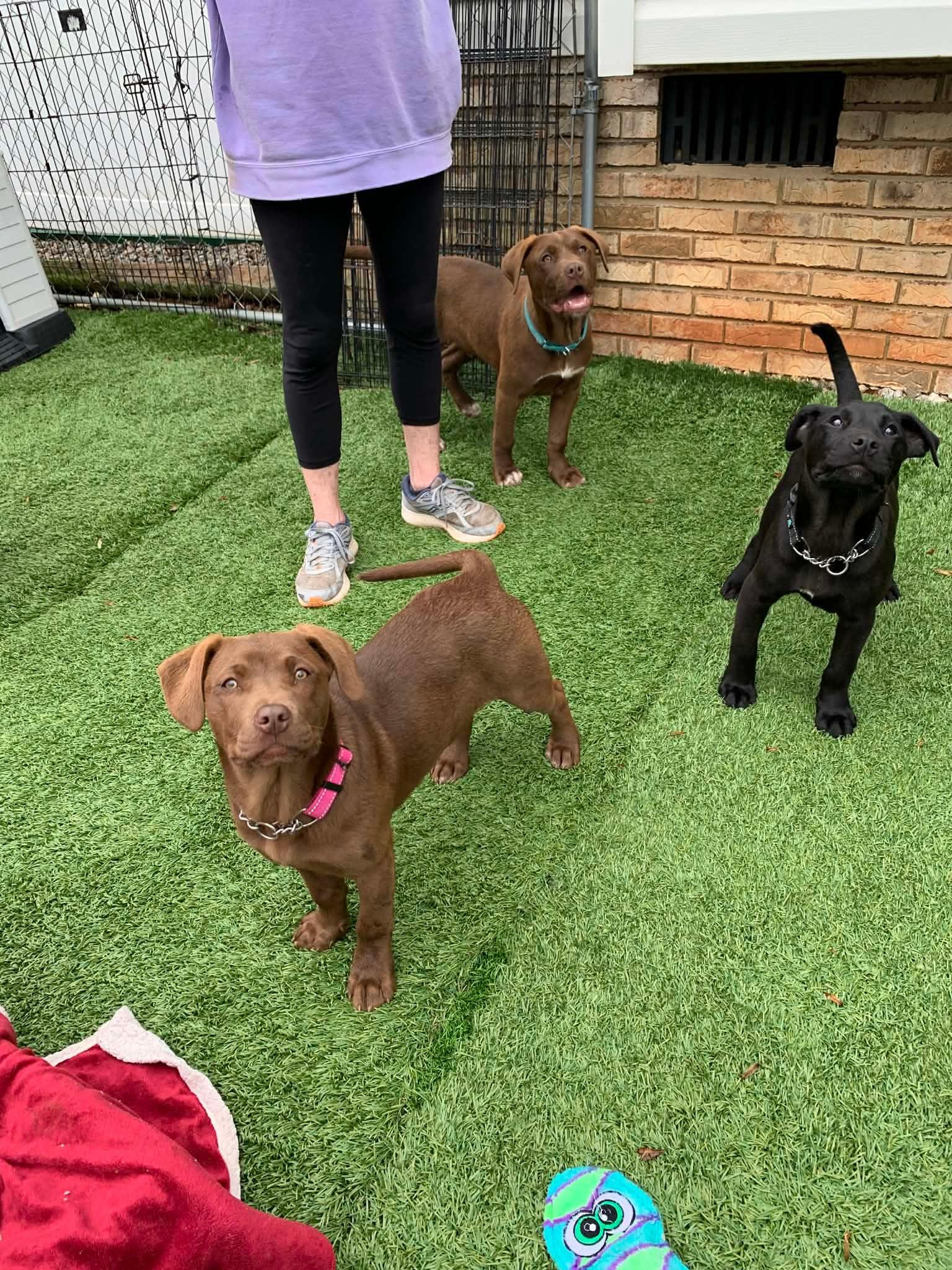 Enlarge Susie, a ADOPTABLE mixed breed in Douglas, MA image 3/4