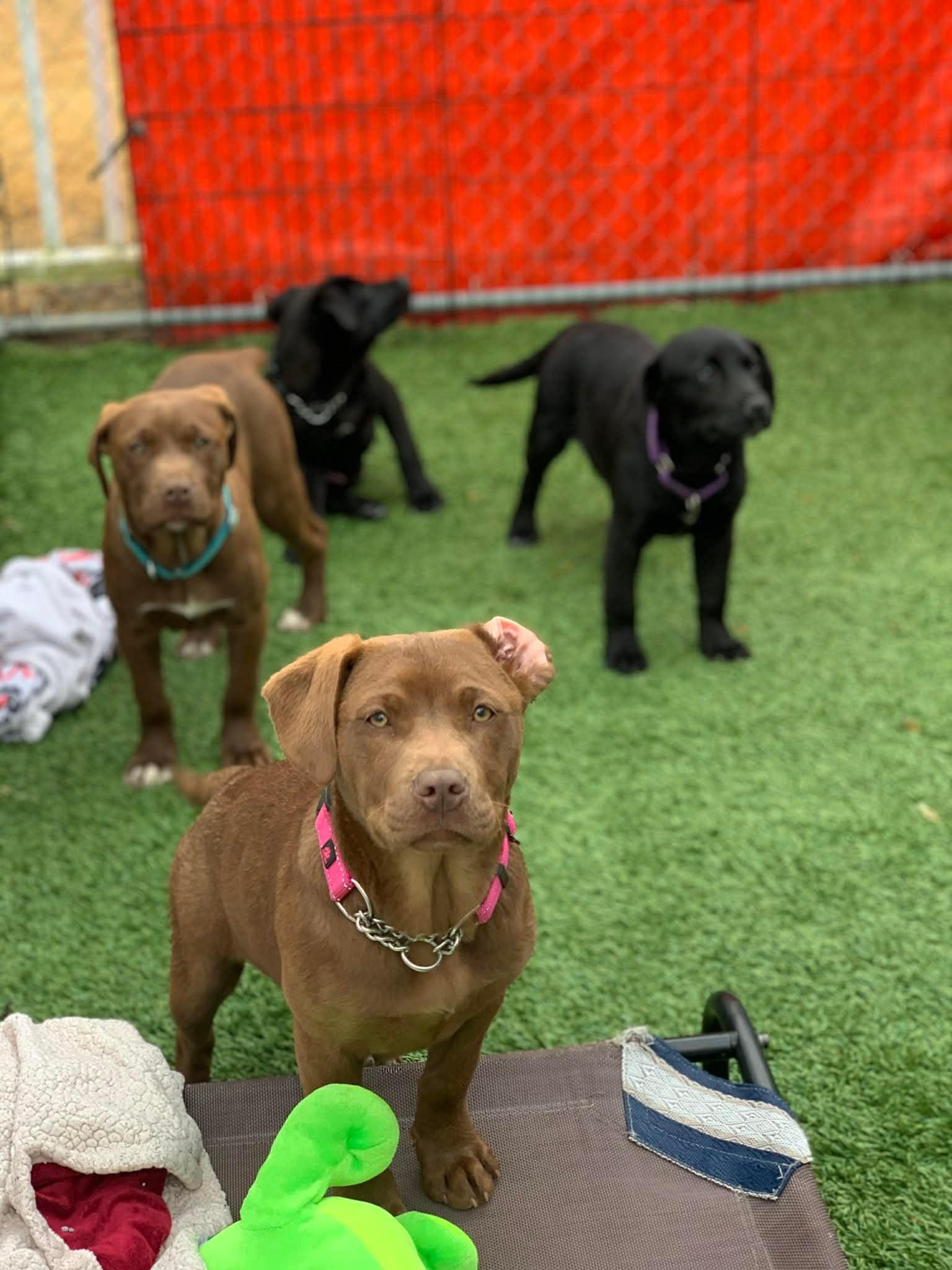 Enlarge Susie, a ADOPTABLE mixed breed in Douglas, MA image 2/4