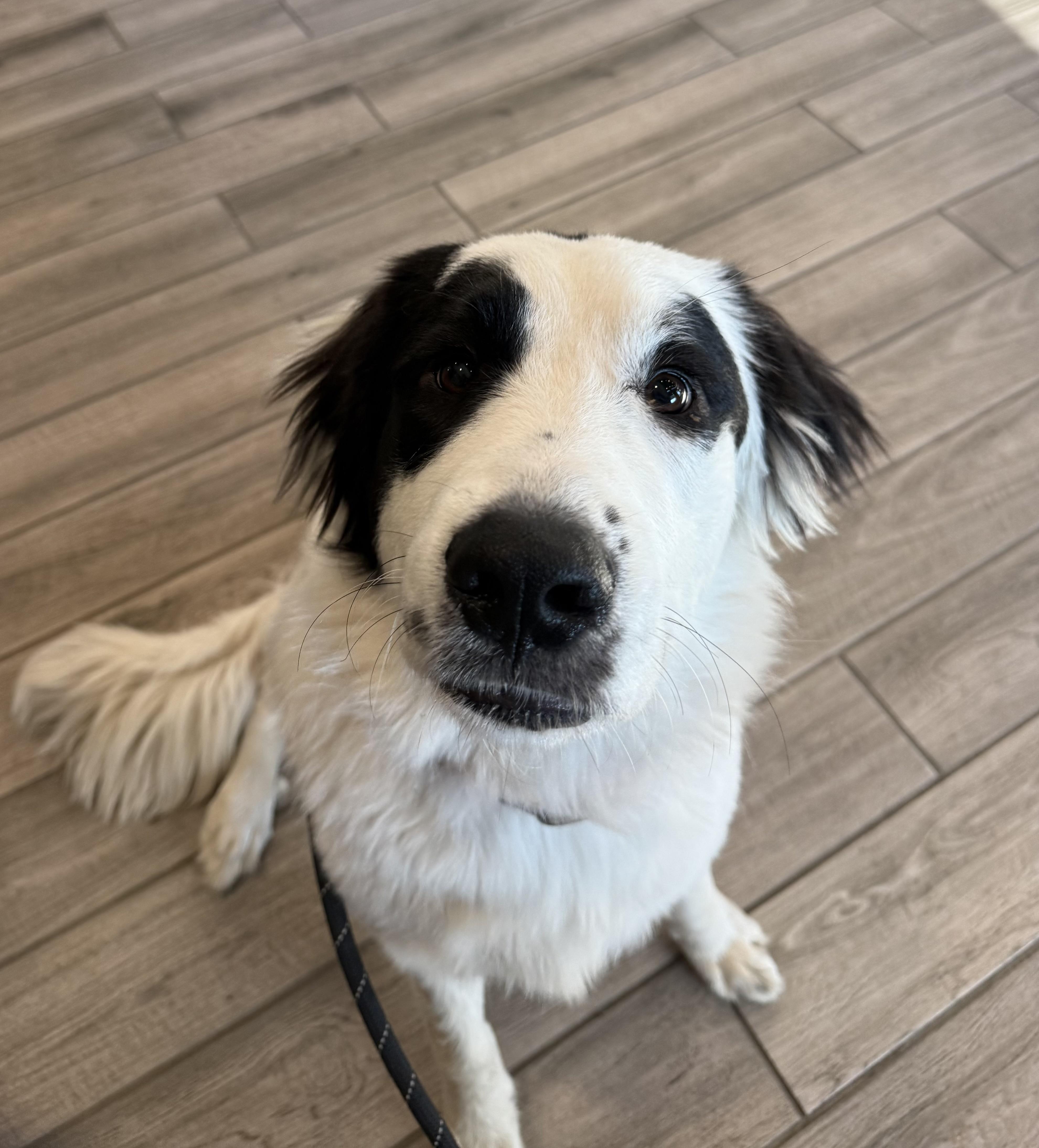 Enlarge Avery, an adopted mixed breed in Liberty, MO image 1/4