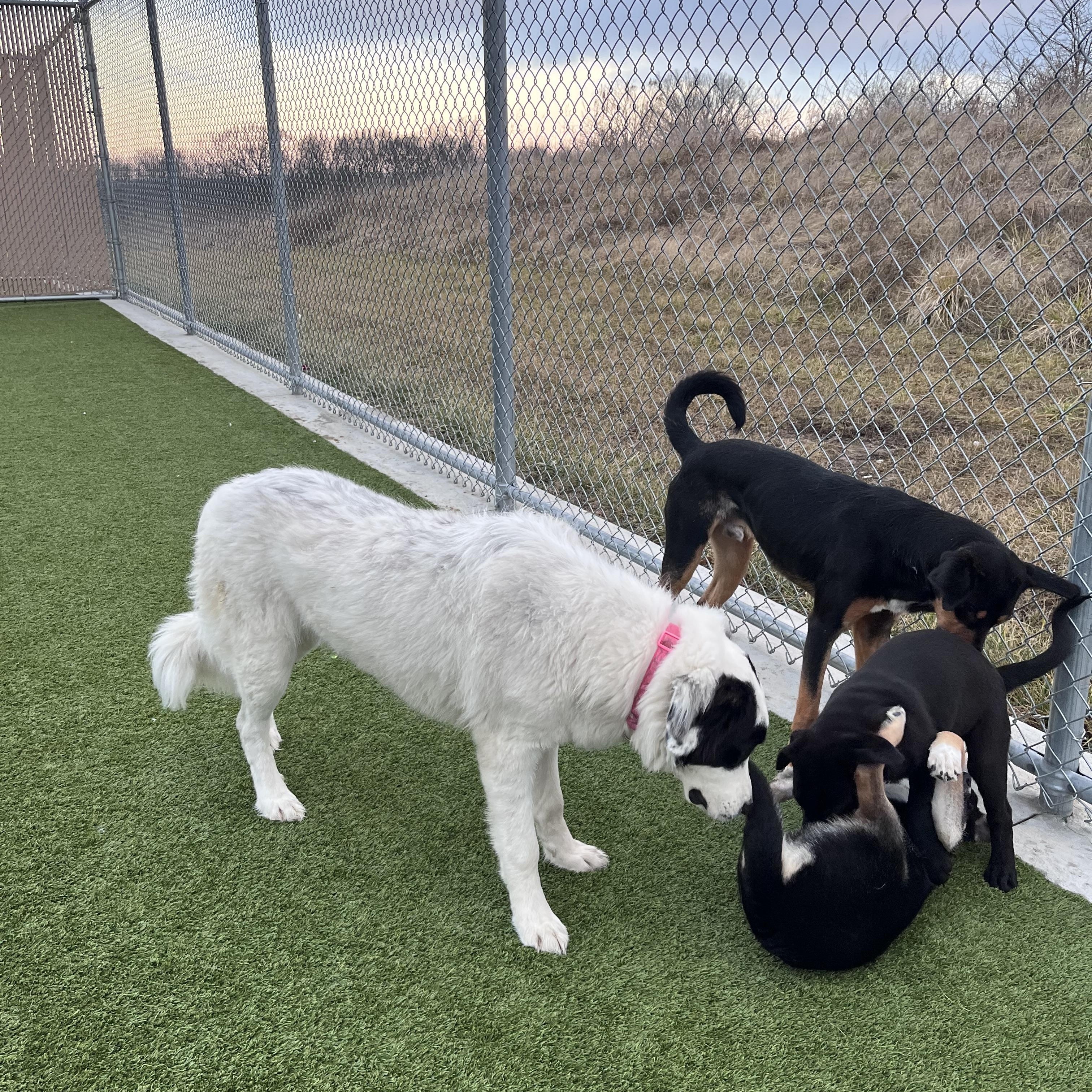 Enlarge Avery, an adopted mixed breed in Liberty, MO image 2/4