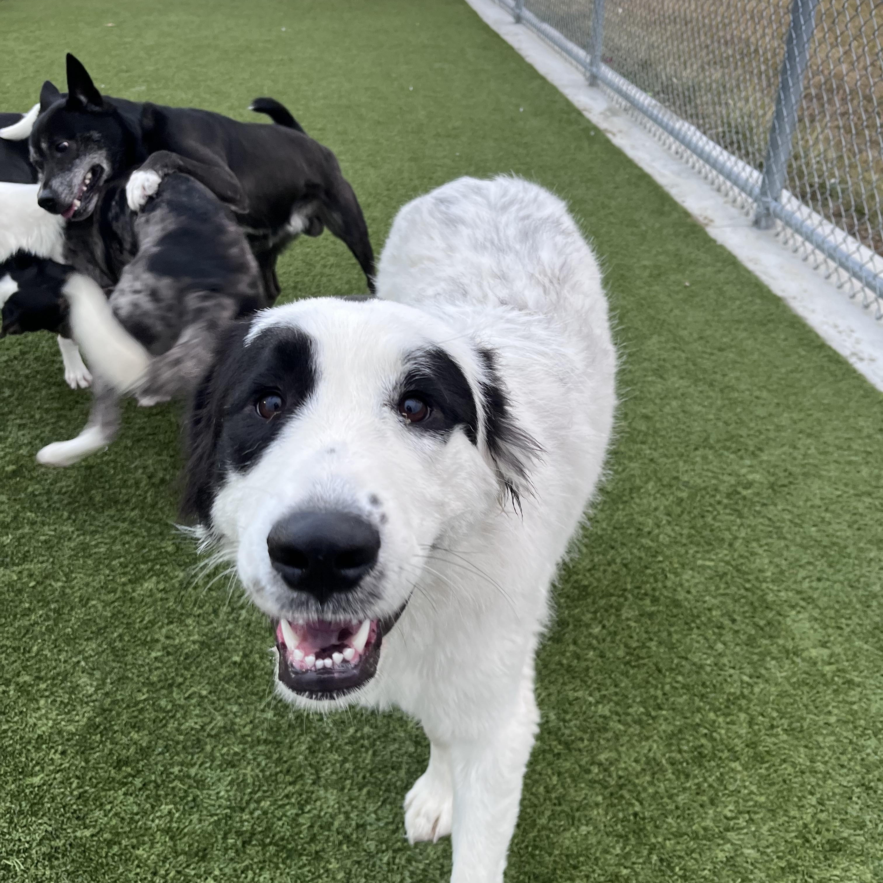 Enlarge Avery, an adopted mixed breed in Liberty, MO image 3/4