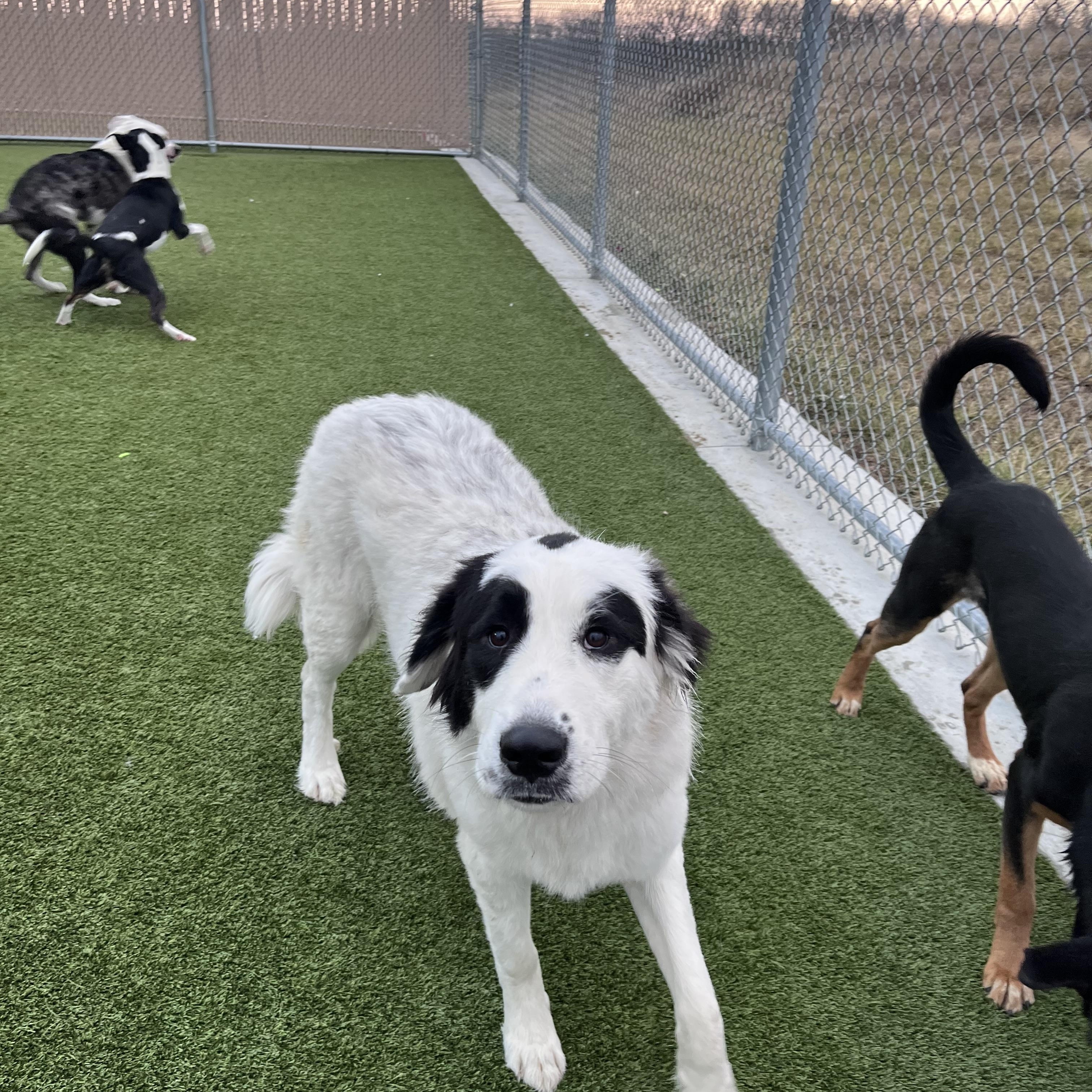 Enlarge Avery, an adopted mixed breed in Liberty, MO image 4/4