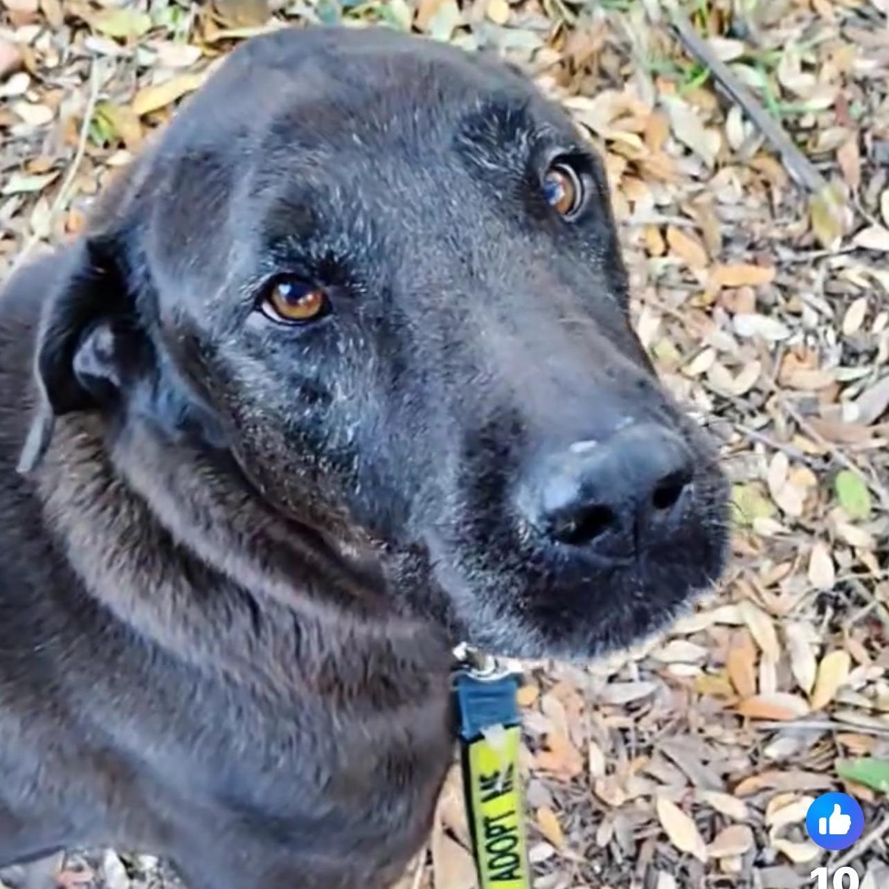 Hello there Im Jason or JJ as my foster likes to call me Im around 9 years old weigh 44