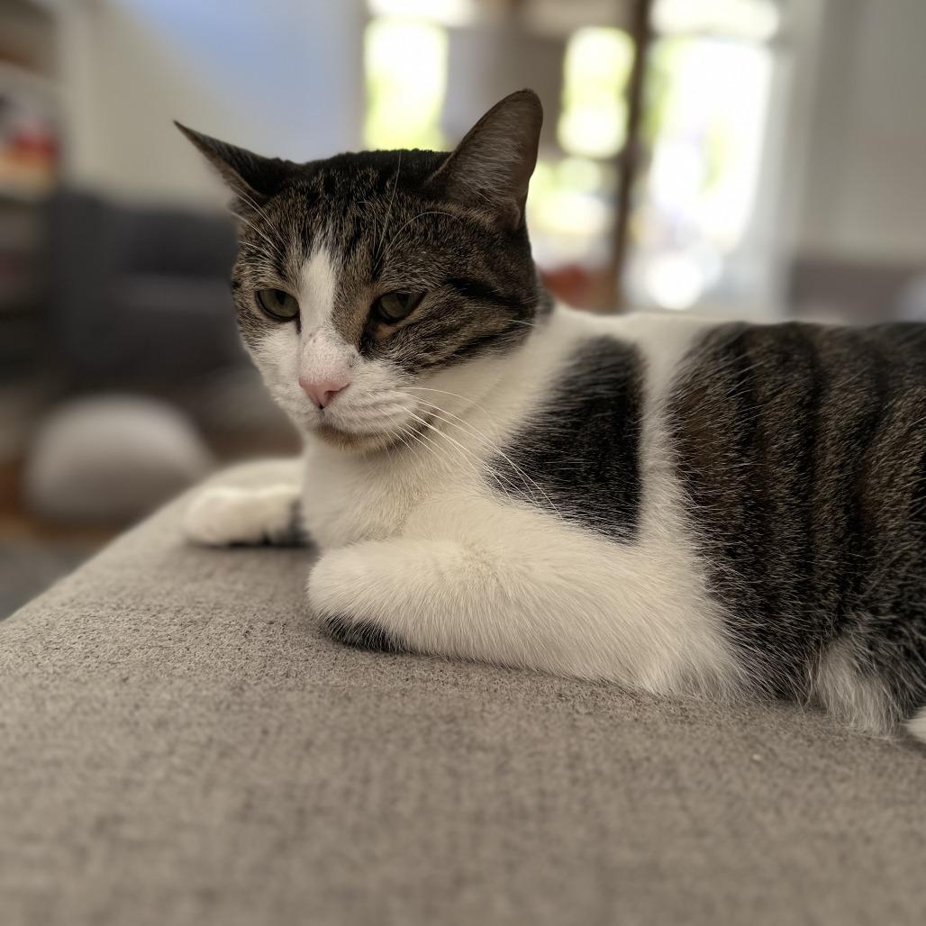 Belly, Adoptable, Senior Male Domestic Short Hair.