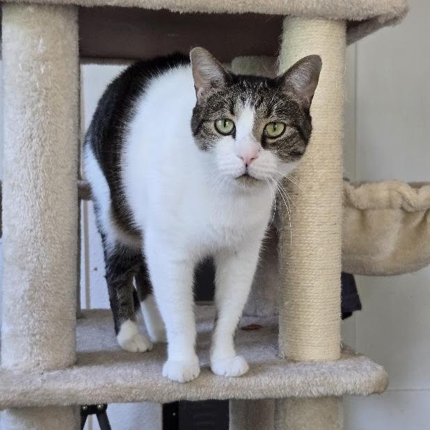 Enlarge Belly, a Adoptable Domestic Short Hair in Fort Worth, TX image 1/4