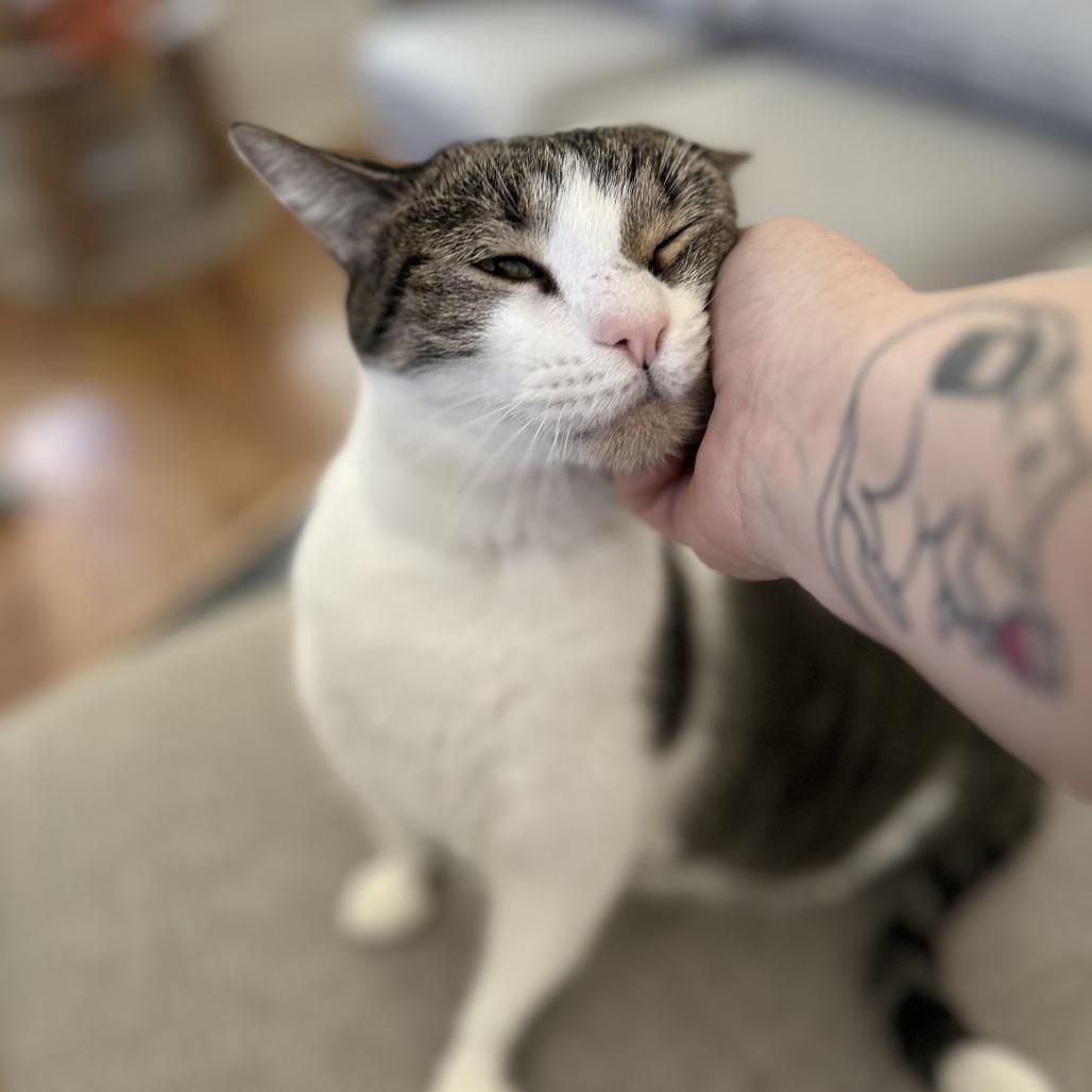 Belly, Adoptable, Senior Male Domestic Short Hair.