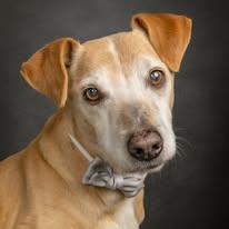 Enlarge Caesar, a ADOPTABLE Mixed Breed in Cullman, AL image 1/1