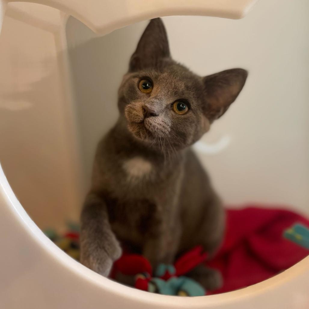 Hummingbird, an adopted Domestic Short Hair in Stokesdale, NC image 3/3