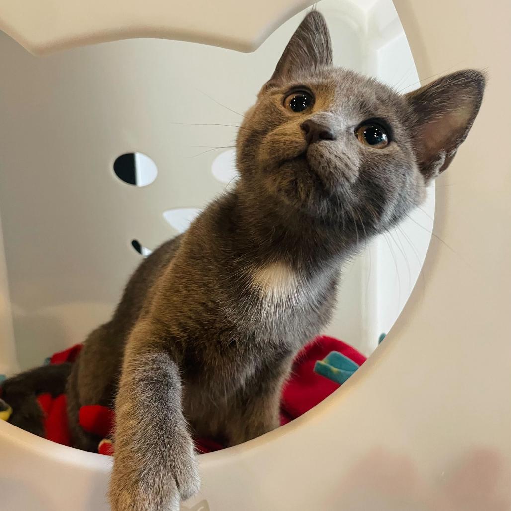 Hummingbird, an adopted Domestic Short Hair in Stokesdale, NC image 2/3