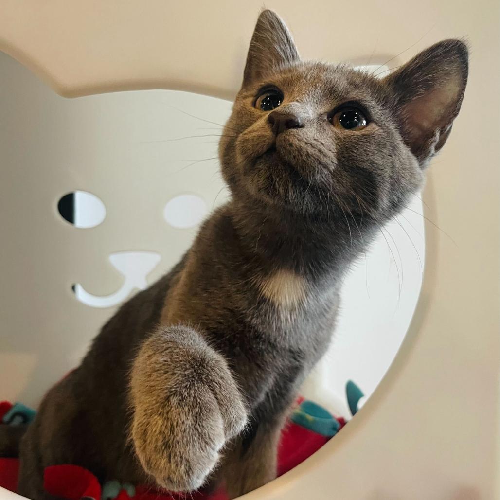 Hummingbird, an adopted Domestic Short Hair in Stokesdale, NC image 1/3