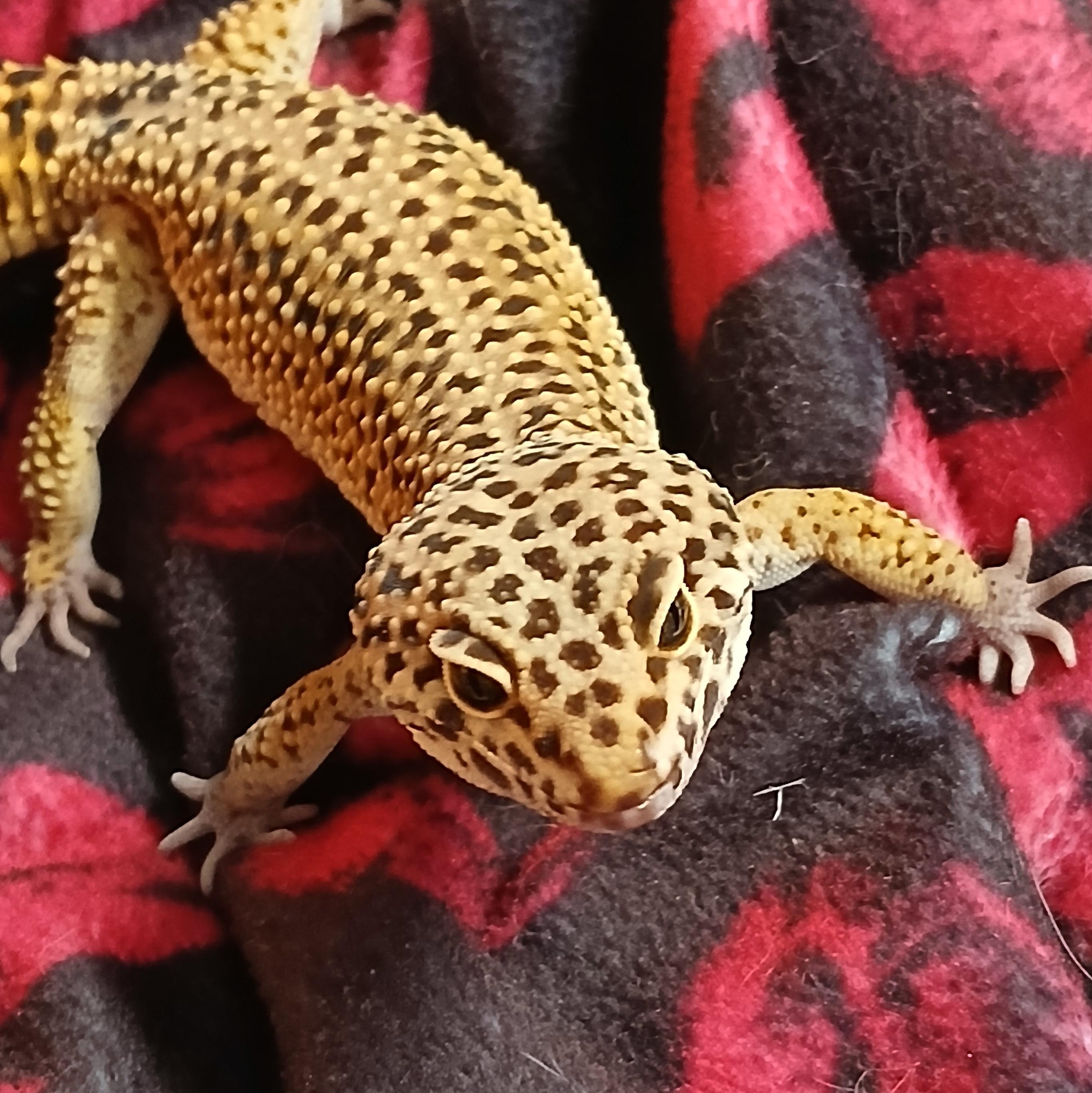 Enlarge Sweets, a Adoptable Gecko in Dearborn, MO image 2/2
