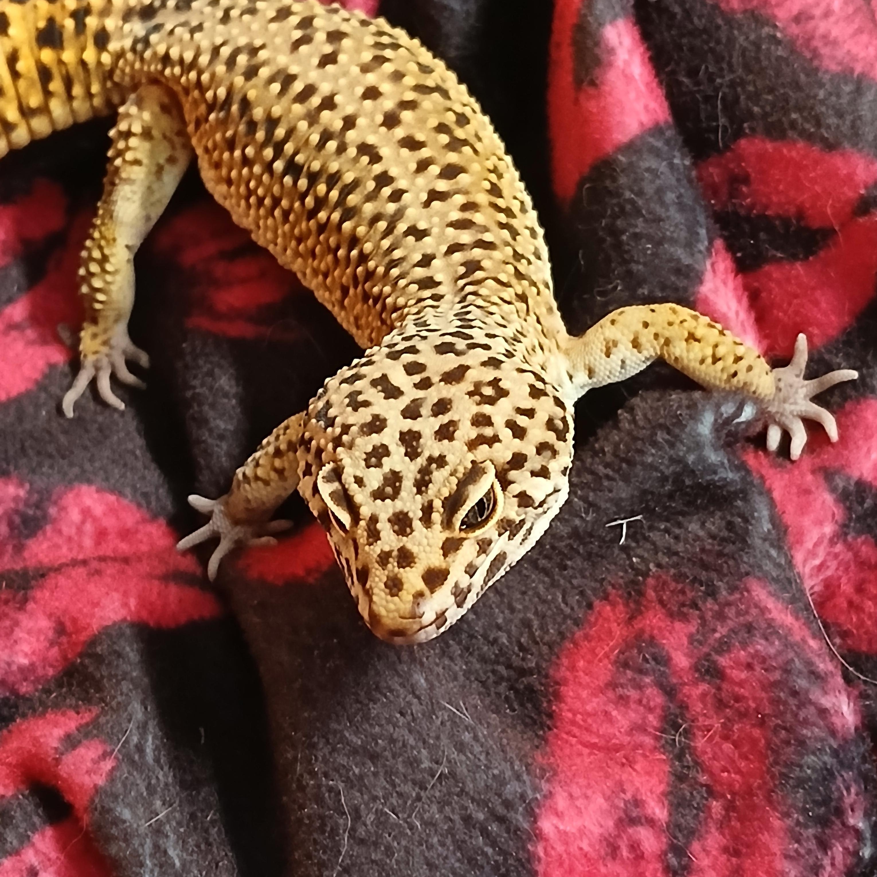Enlarge Sweets, a Adoptable Gecko in Dearborn, MO image 1/2