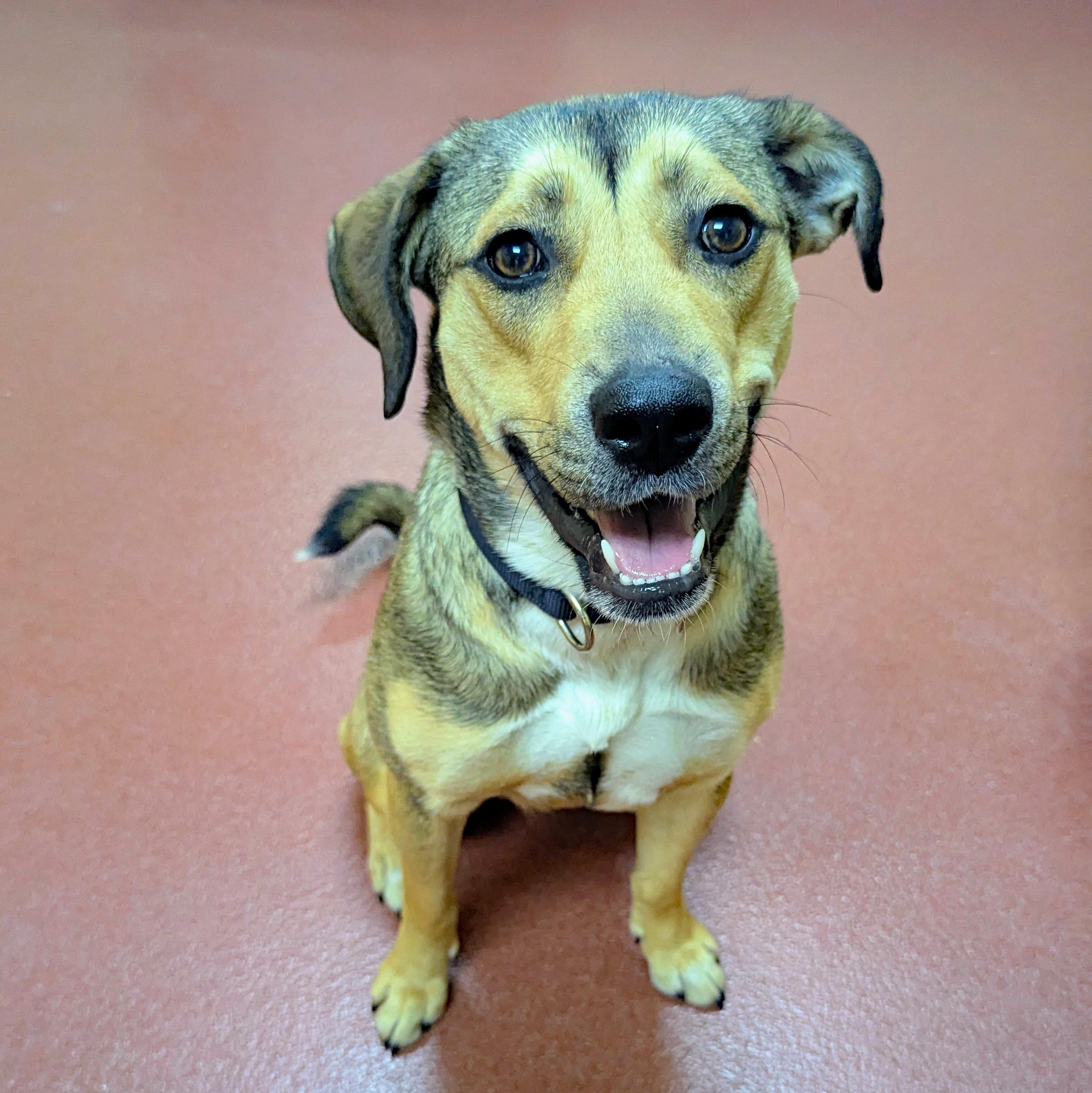 Izzy, ADOPTABLE, Young Female Labrador Retriever & German Shepherd Dog.