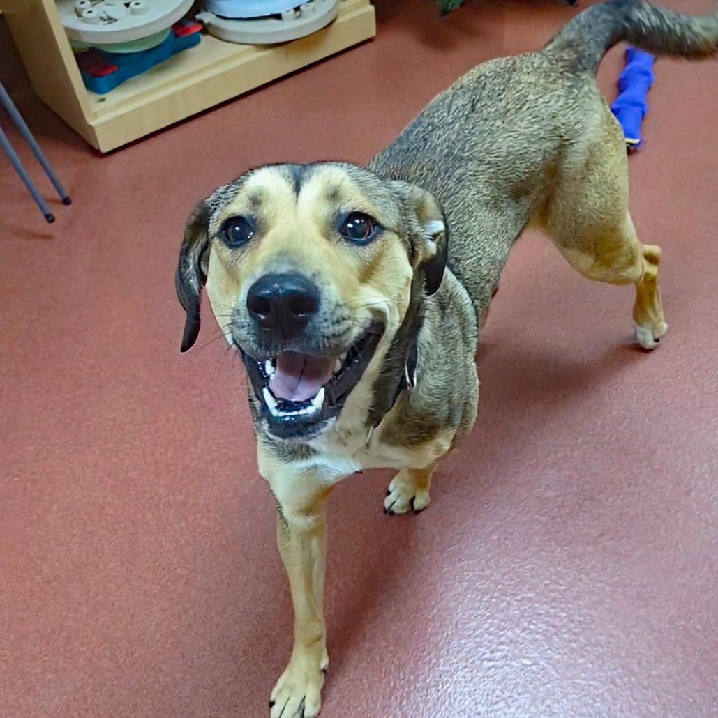 Enlarge Izzy, a ADOPTABLE mixed breed in Accident, MD image 3/6