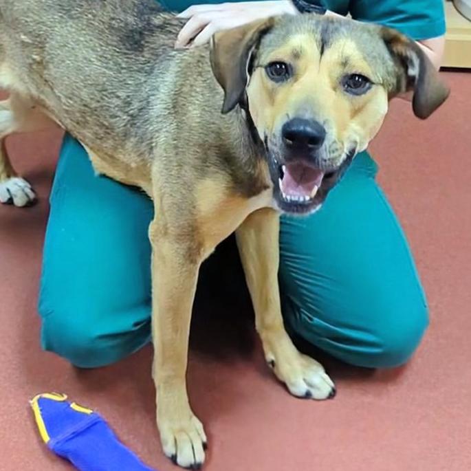 Enlarge Izzy, a ADOPTABLE mixed breed in Accident, MD image 5/6