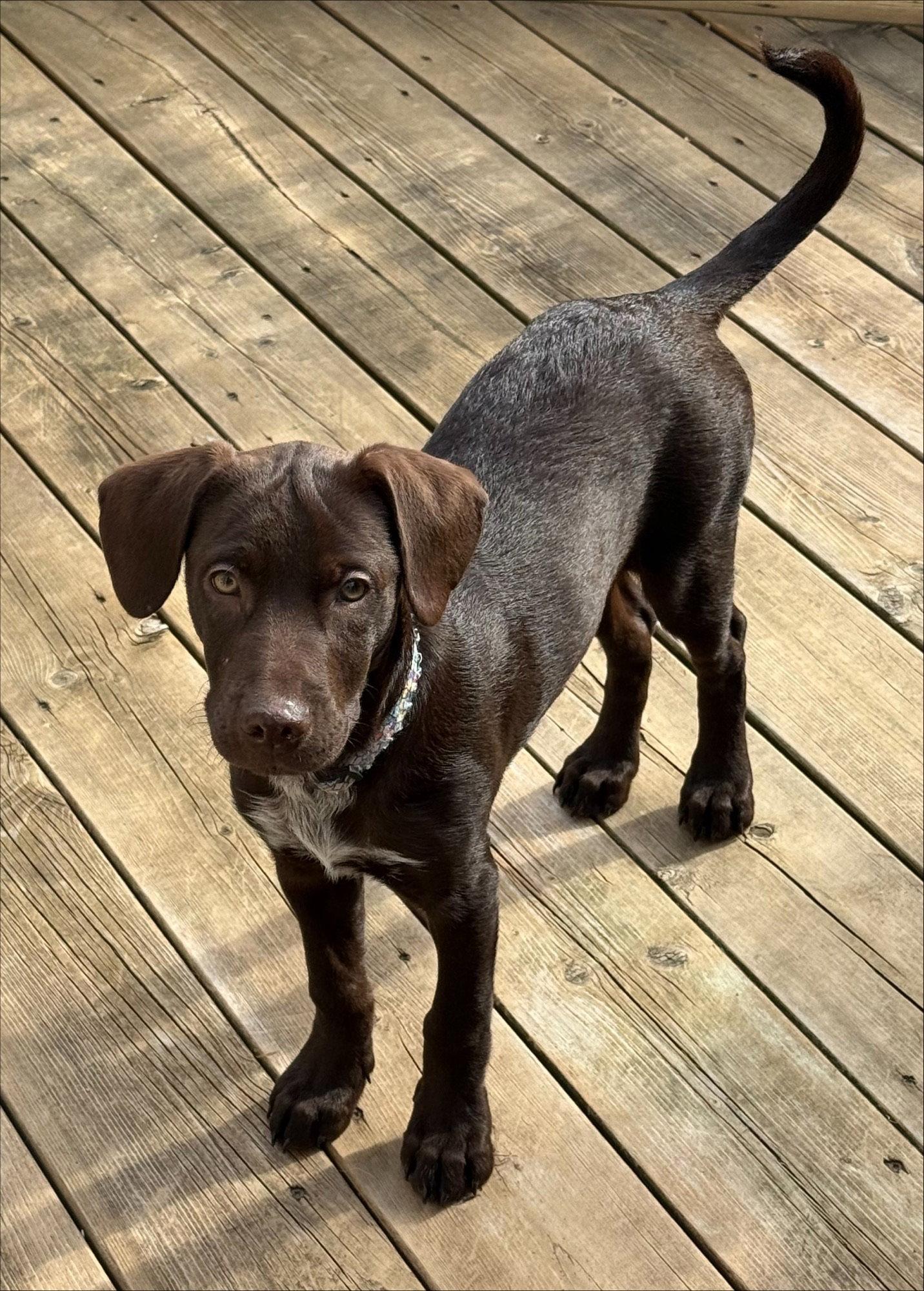 Enlarge Penny 4452, a Adoptable Labrador Retriever in Pickering, ON image 1/3