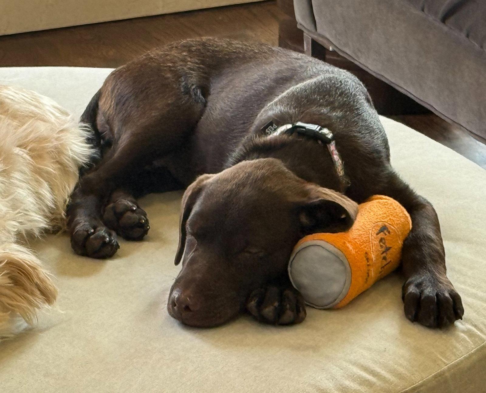 Enlarge Penny 4452, a Adoptable Labrador Retriever in Pickering, ON image 2/3