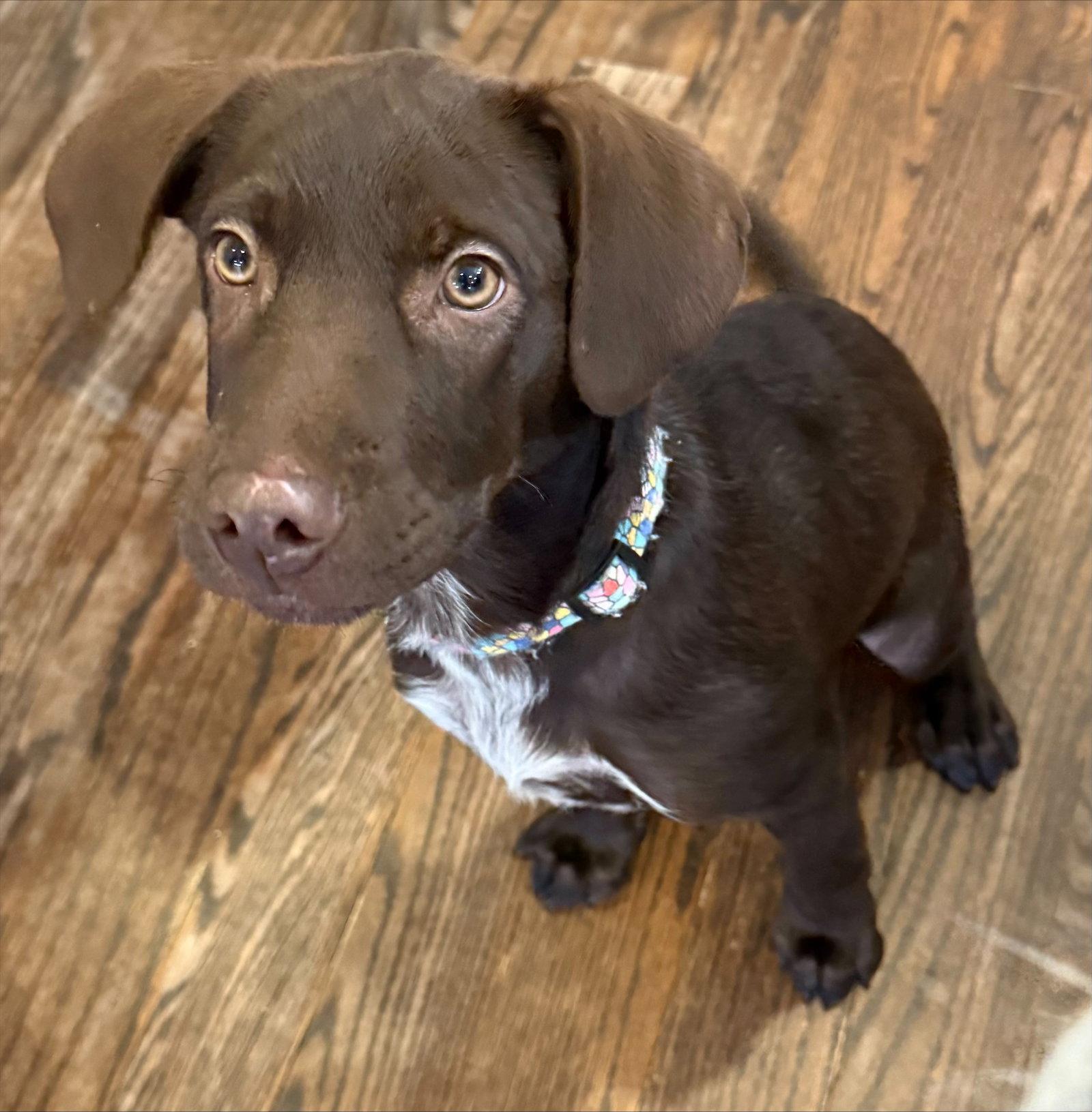 Enlarge Penny 4452, a Adoptable Labrador Retriever in Pickering, ON image 3/3