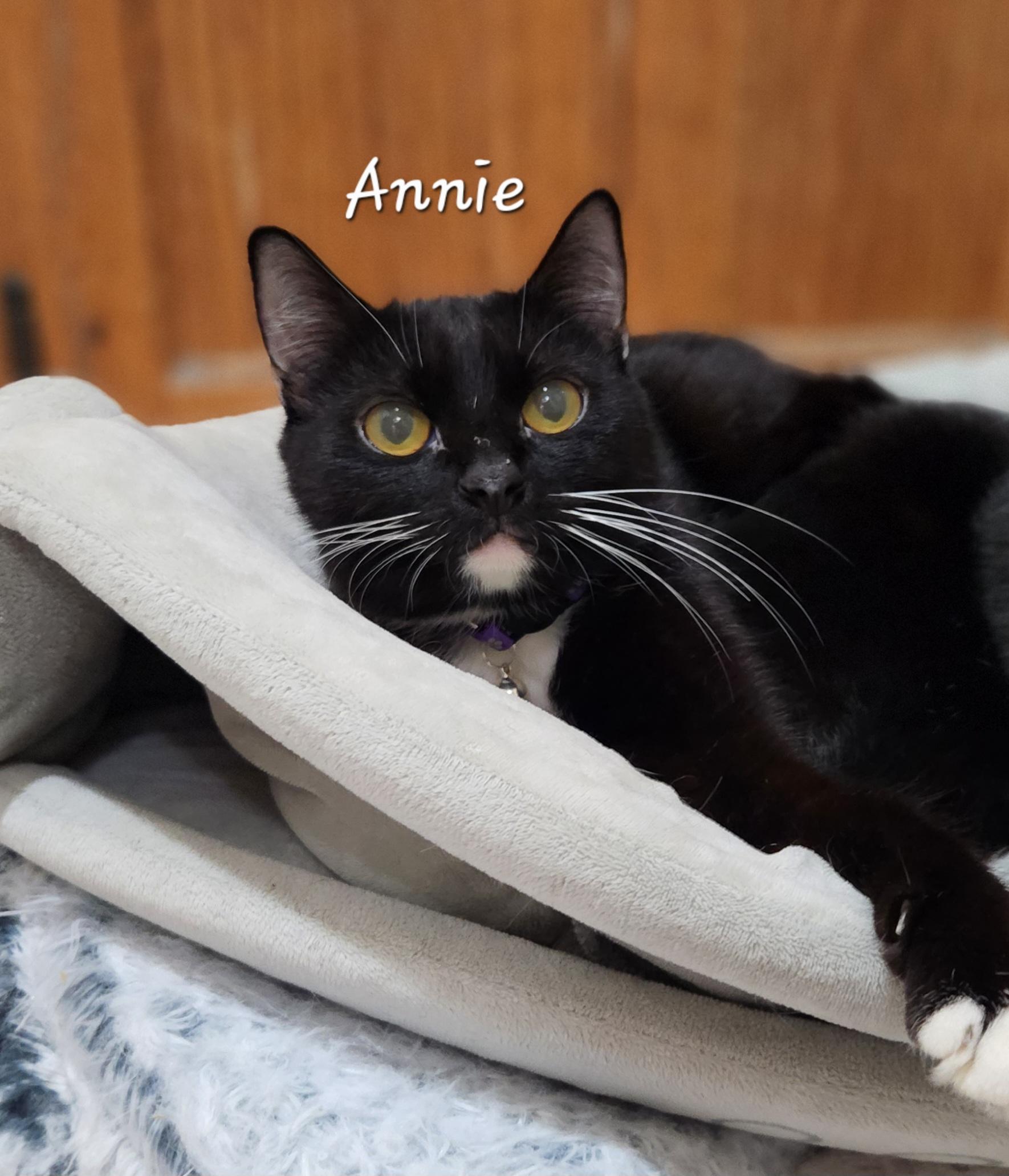 Enlarge Annie, a ADOPTABLE Domestic Short Hair in Redondo Beach, CA image 1/1