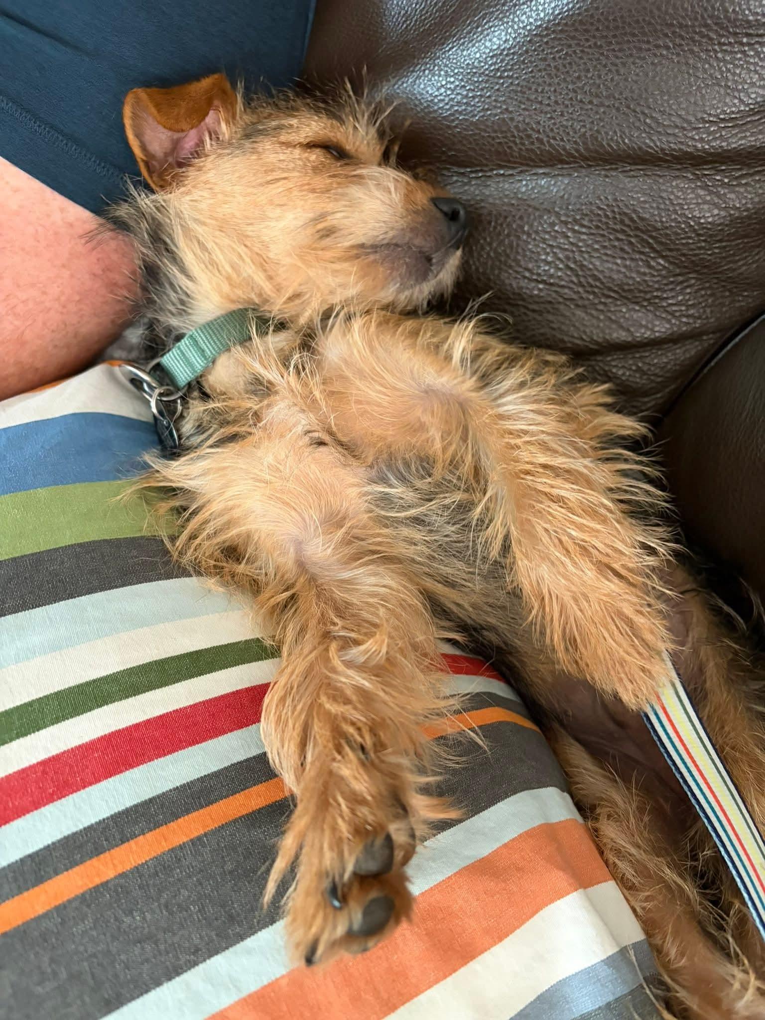 Enlarge 26Vail, a ADOPTABLE mixed breed in Shingle Springs, CA image 3/4