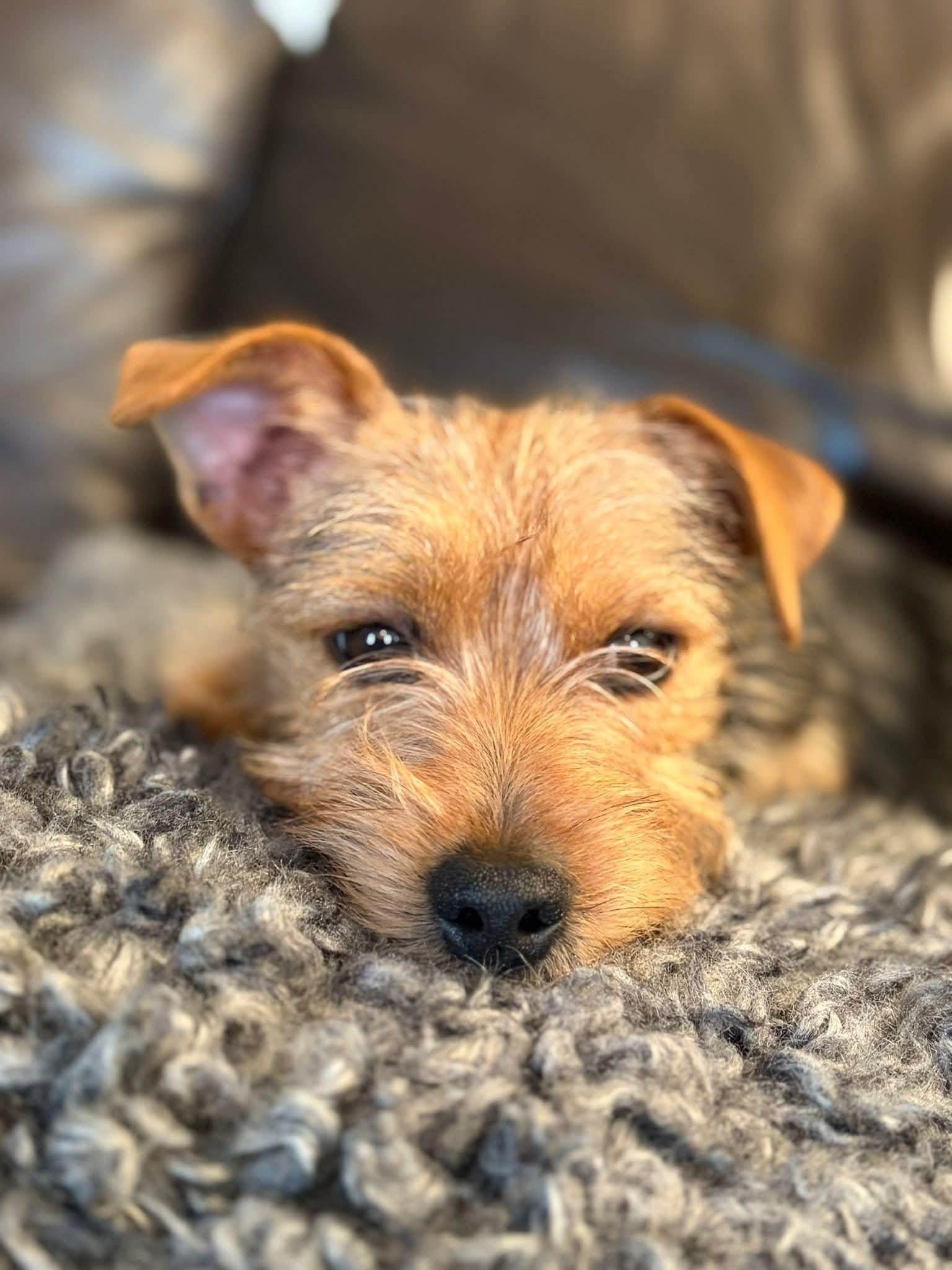 Enlarge 26Vail, a ADOPTABLE mixed breed in Shingle Springs, CA image 1/4