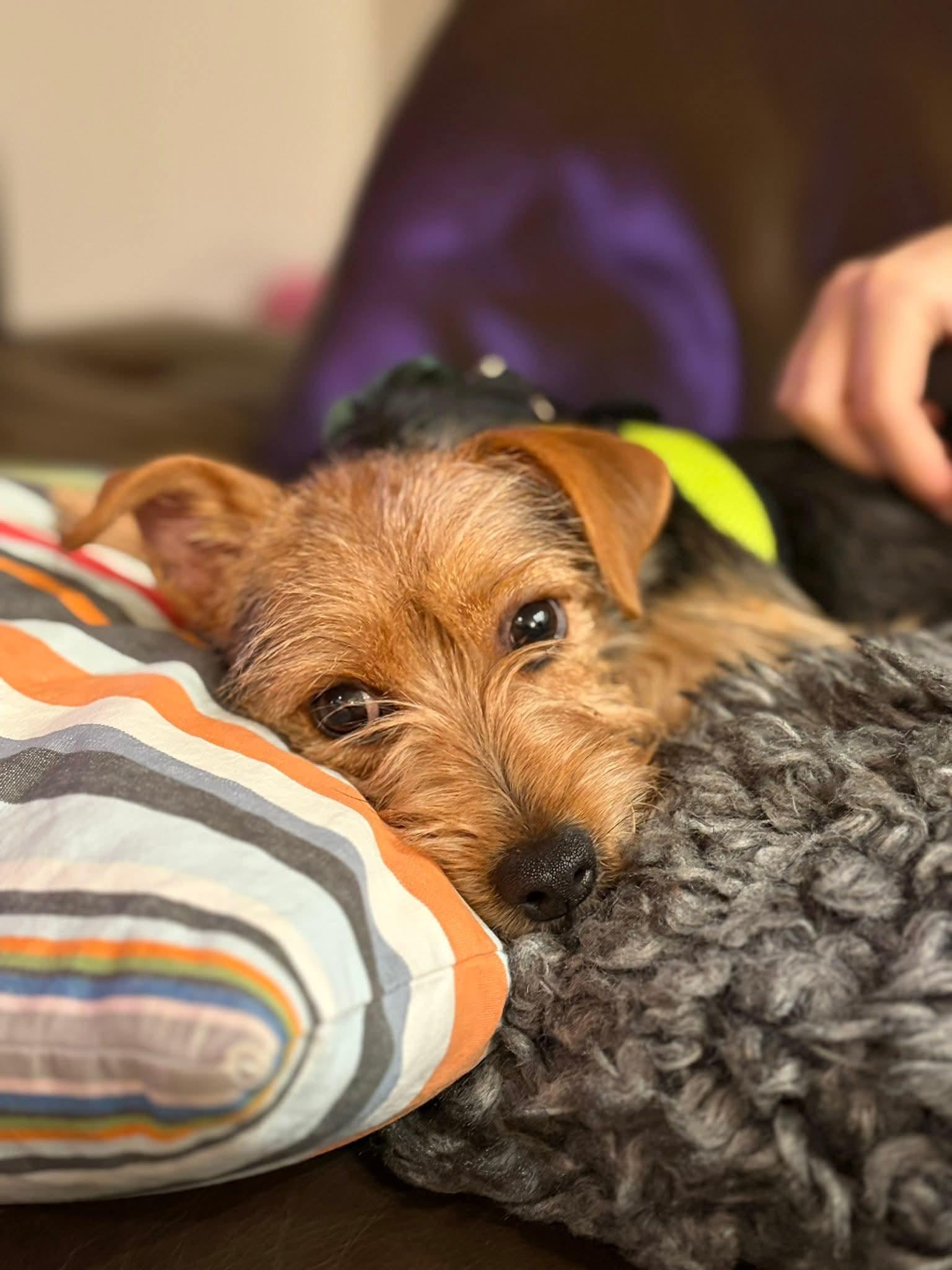 Enlarge 26Vail, a ADOPTABLE mixed breed in Shingle Springs, CA image 4/4