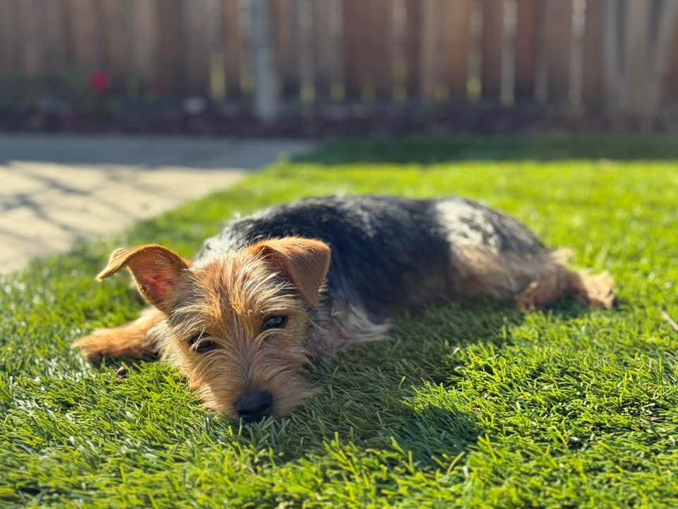 Enlarge 26Vail, a ADOPTABLE mixed breed in Shingle Springs, CA image 2/4