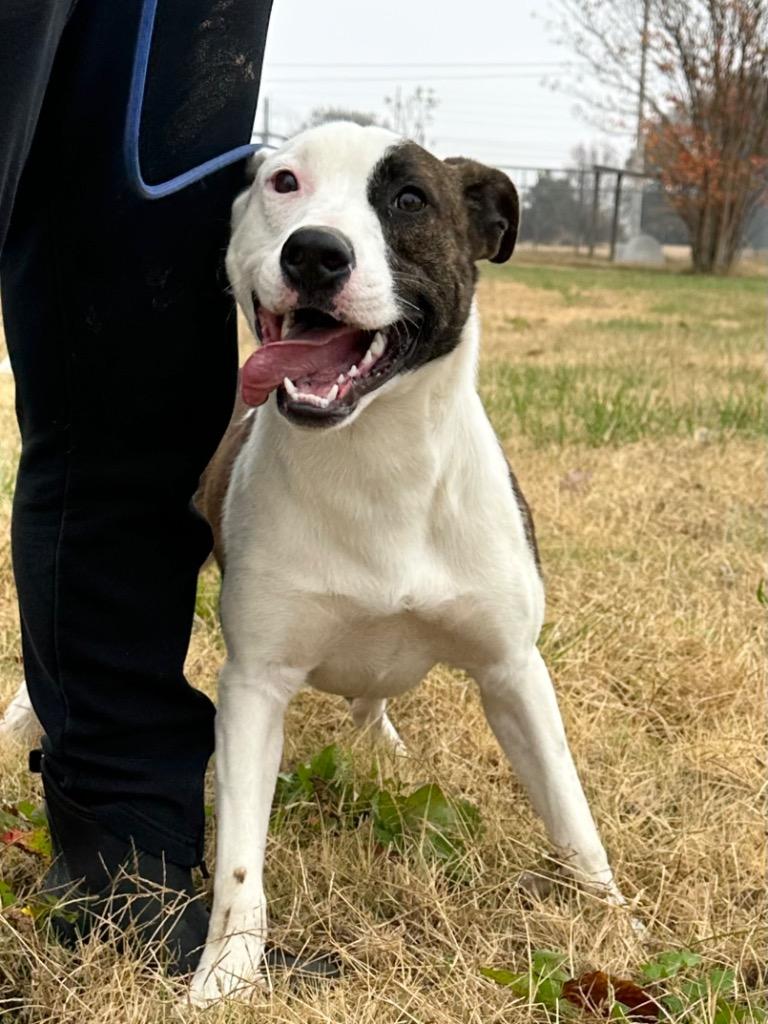 Enlarge Bowser, a Adoptable Mixed Breed in Jonesboro, AR image 1/3