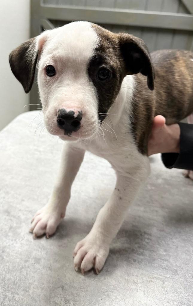 Enlarge Bowser, a Adoptable Mixed Breed in Jonesboro, AR image 1/3