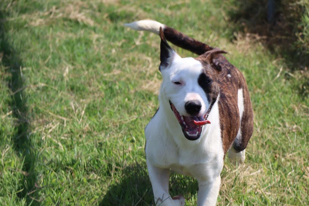 Enlarge Bowser, a Adoptable Mixed Breed in Jonesboro, AR image 1/6