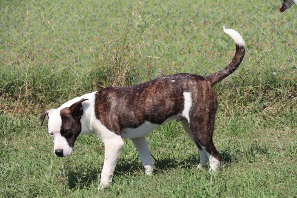 Enlarge Bowser, a Adoptable Mixed Breed in Jonesboro, AR image 3/6