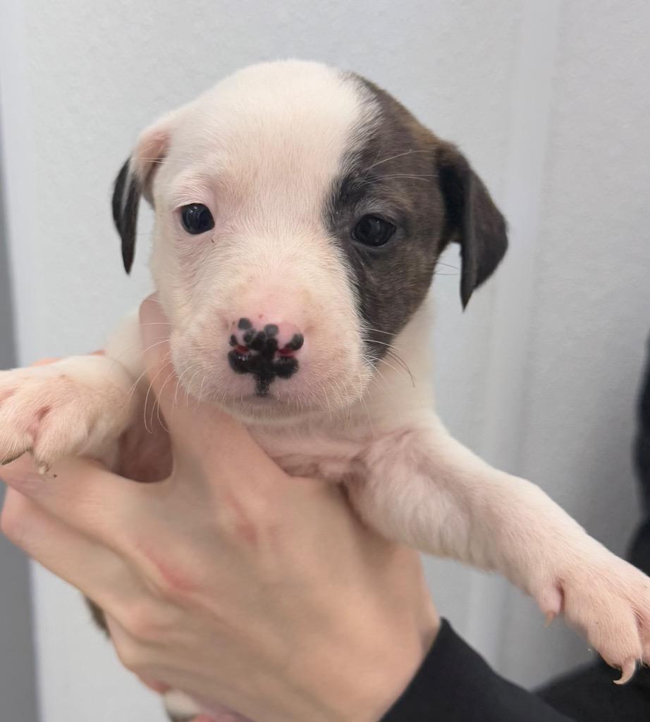 Enlarge Bowser, a Adoptable Mixed Breed in Jonesboro, AR image 3/3