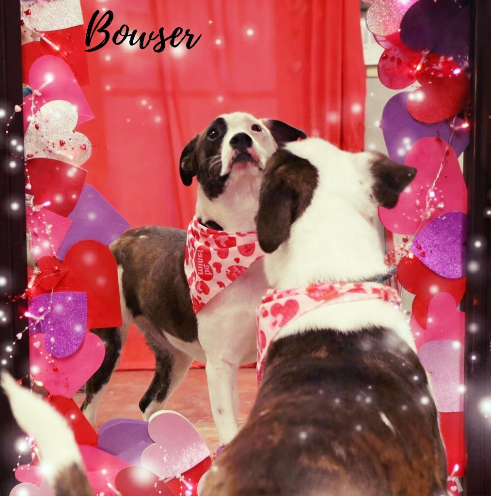 Enlarge Bowser, a Adoptable Mixed Breed in Jonesboro, AR image 4/6