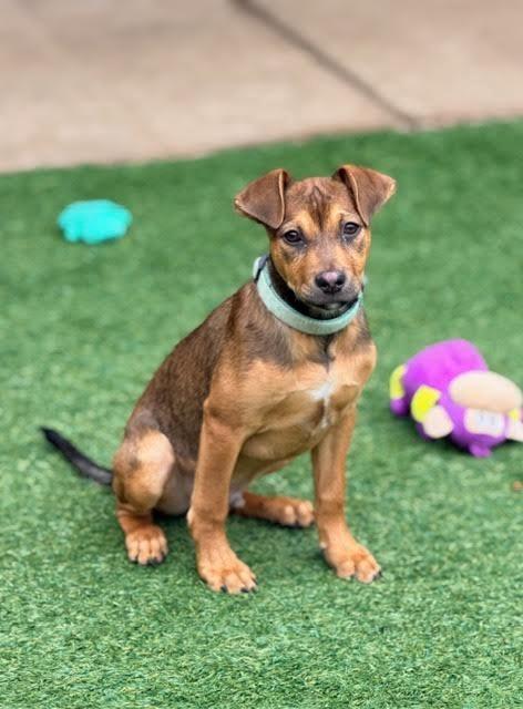 Enlarge Stripe, a Adoptable mixed breed in Madison, GA image 1/4