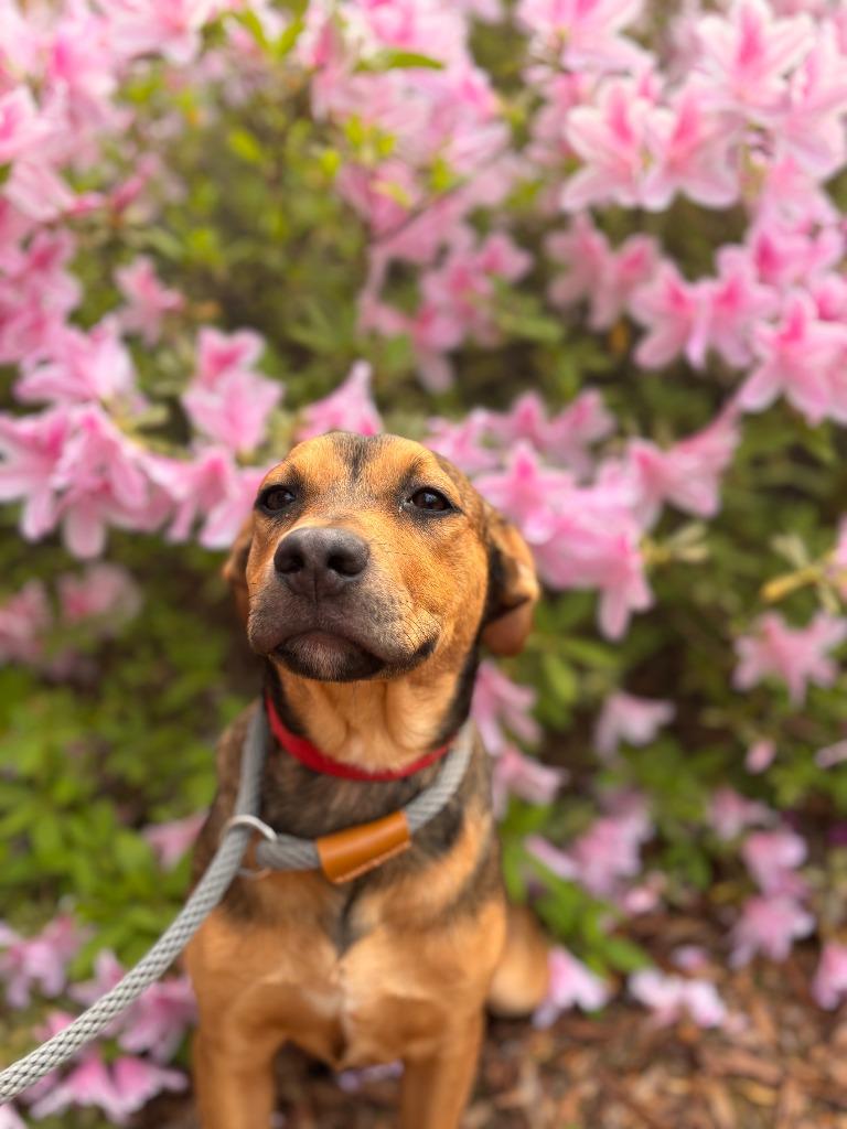 Enlarge Stripe, a Adoptable mixed breed in Madison, GA image 2/5