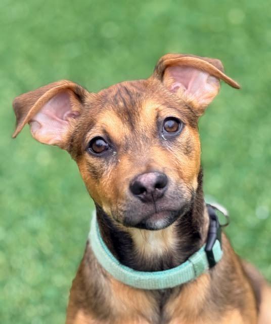 Enlarge Stripe, a Adoptable mixed breed in Madison, GA image 3/4