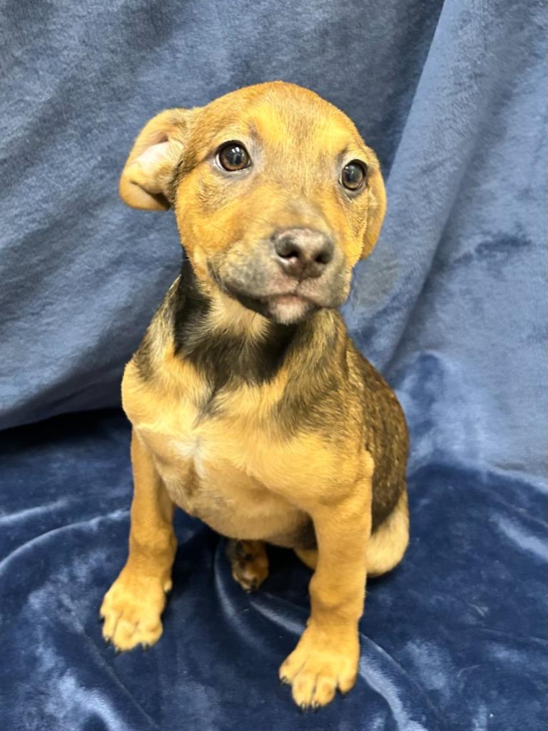 Stripe, Adoptable, Puppy Male Labrador Retriever & Hound.