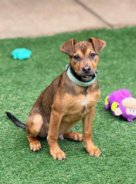 Enlarge Stripe, a Adoptable mixed breed in Madison, GA image 4/4