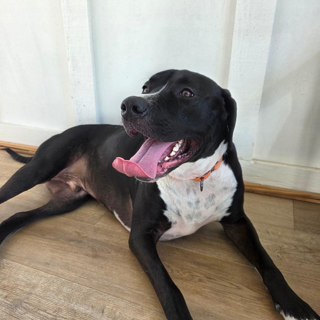 Enlarge Gus, a Adoptable Mixed Breed in Williston, FL image 1/6